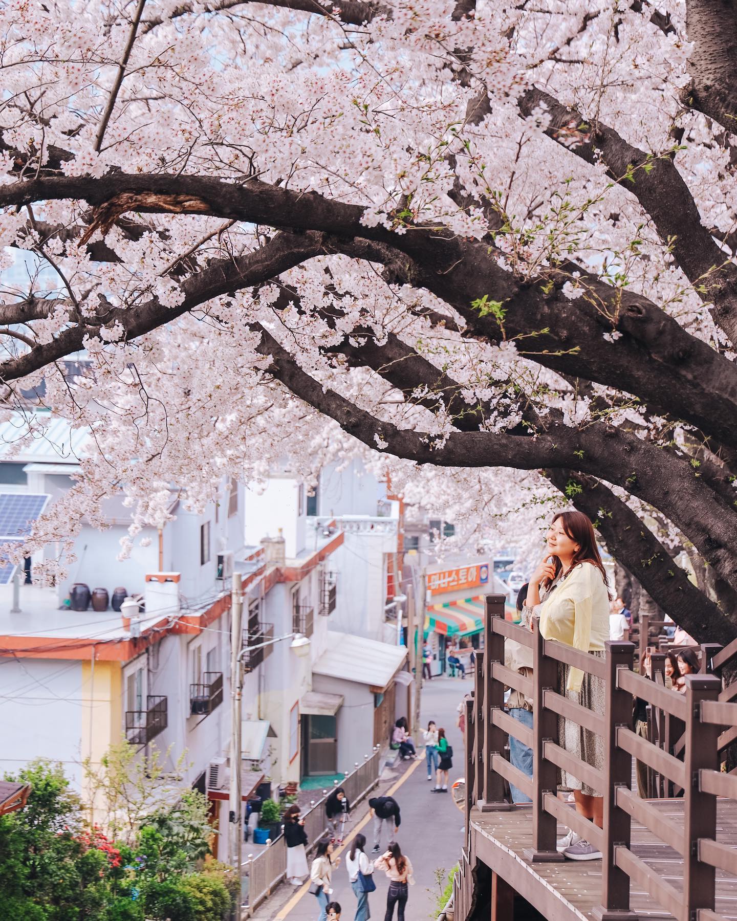 #부산벚꽃 

#개금벚꽃길 
사진보다 실제가 더 예쁜 
#부산벚꽃명소 🌸🌸