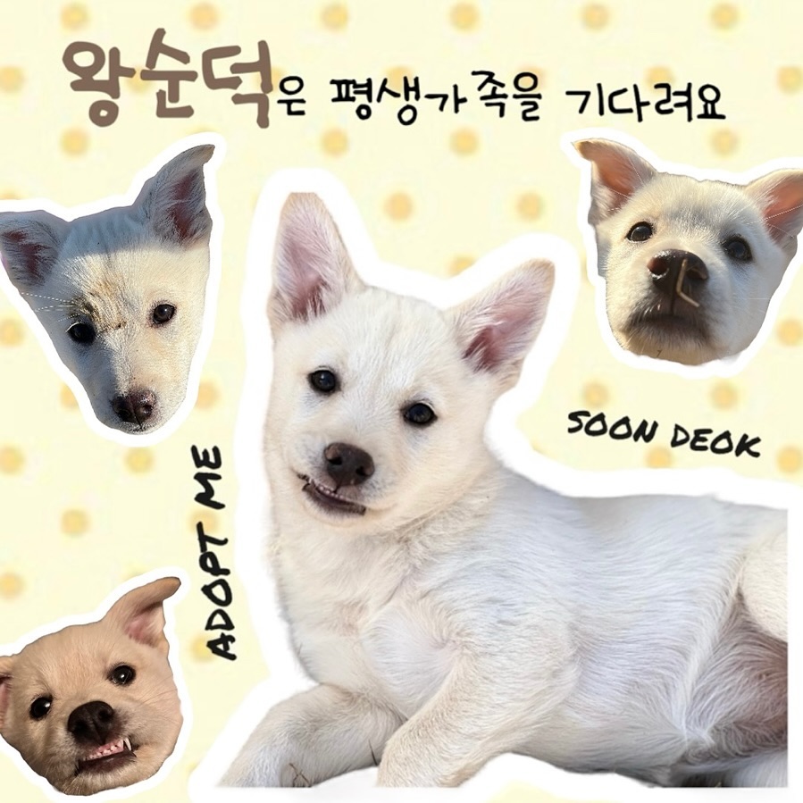 #내이름은왕순덕
이제 진짜 방뺄때가 된것같은데....
왜이렇게 아무런 문의가 없죠?
우리 순덕이 2024년을 평생가족품에서 맞이할수있게 해주세요🙏🏻

🫶🏻순덕이는 임보,입양을 기다려요🫶🏻

🩷3개월 추정 4.5키로 공쥬님
🩷2차접종 완료
🩷잘먹고 잘싸고 잘노는 똑띠공쥬님
🩷언니오빠들이랑 잘지내고있어서 둘째로도 최고랍니다
🩷분리불안 뭐죠? 사람없으면 쿨쿨잘자요
🩷실외배변좋아해서 집에서는 응아를 안해요

✨집을 너무 오래 비우지 않는 분
✨중성화 무조건 해주실 분
✨동거커플, 출산예정이신 부부는 죄송하지만...🙅🏻‍♀️
✨1일1산책 가능하신분
✨좋은사료와 간식 급여가능하신분
✨주3회 sns로 꾸준하게 아이 소식 올려주실분

🫶🏻순덕이 임보, 입양 문의는 디엠부탁드려요🫶🏻

#임보처급구#강아지#댕댕이#반려견
#믹스견#아기강아지입양#아기강아지임보
#임보처구해여#임시보호는사랑입니다
#장기임보처#평생가족찾아요