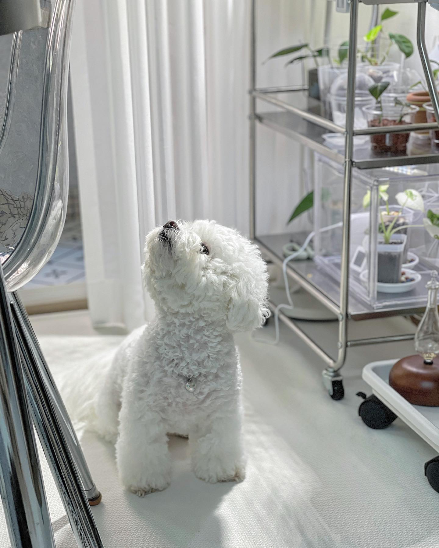 킁킁 이게 무슨 향이징! 🧐

#비숑 #비숑프리제 #비숑스타그램 #dog #bichon #bichonfrise #interiors #instadaily #instamood #dogsofinstagram #plants