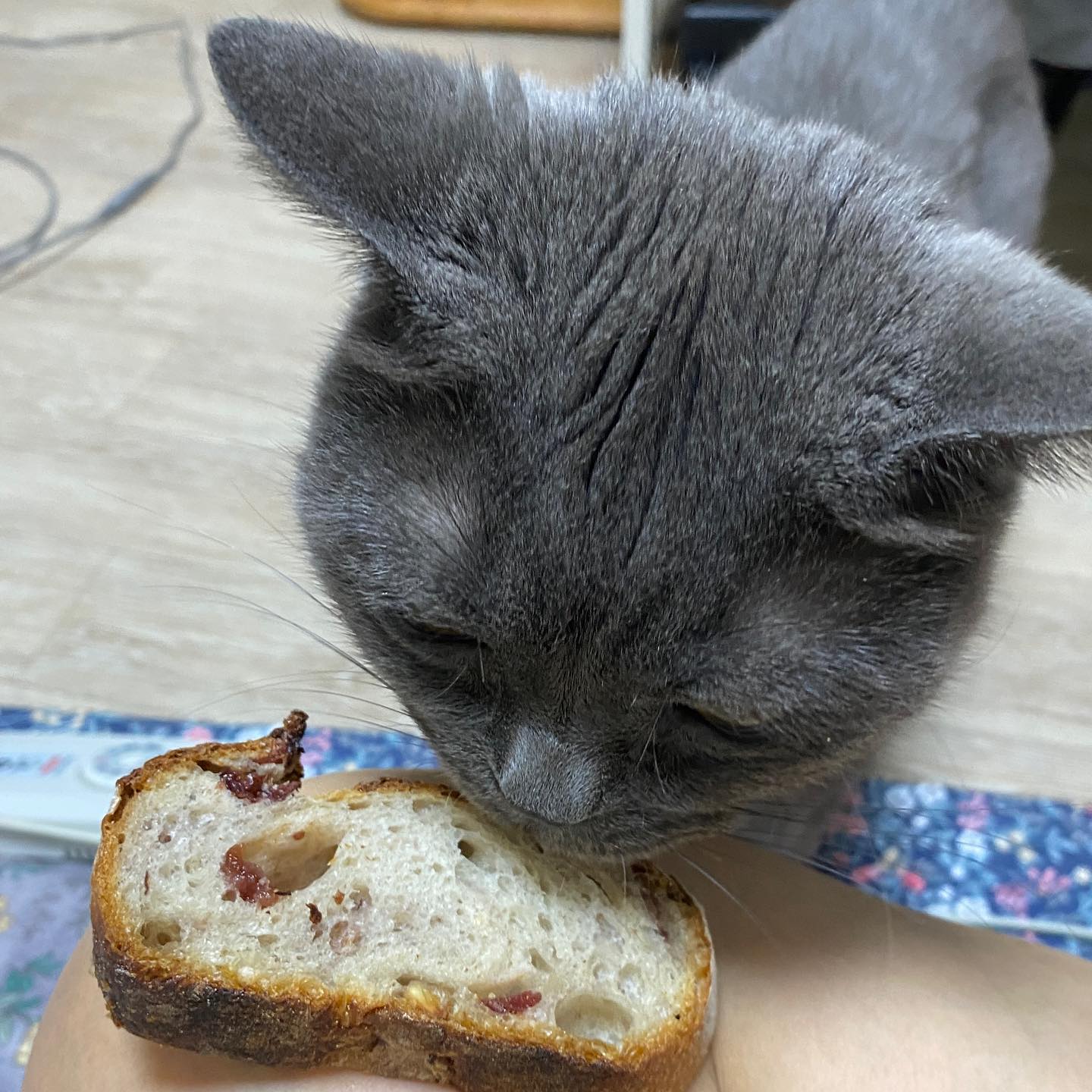 바게트 맛을 알아버린 고양이

요즘은 바게트와 
깜빠뉴 도장깨기 하는데
바게트1089꺼 먹고 
바게트에 맛들려서
오늘은 다른 곳에서 
바게트 사왔는데 내놓으라고

마지막 사진은 
왜 혼자 먹냐고 화내는 중

글루텐프리 사료 사주면 뭐해
스스로 밀가루 먹는데

#냥아치