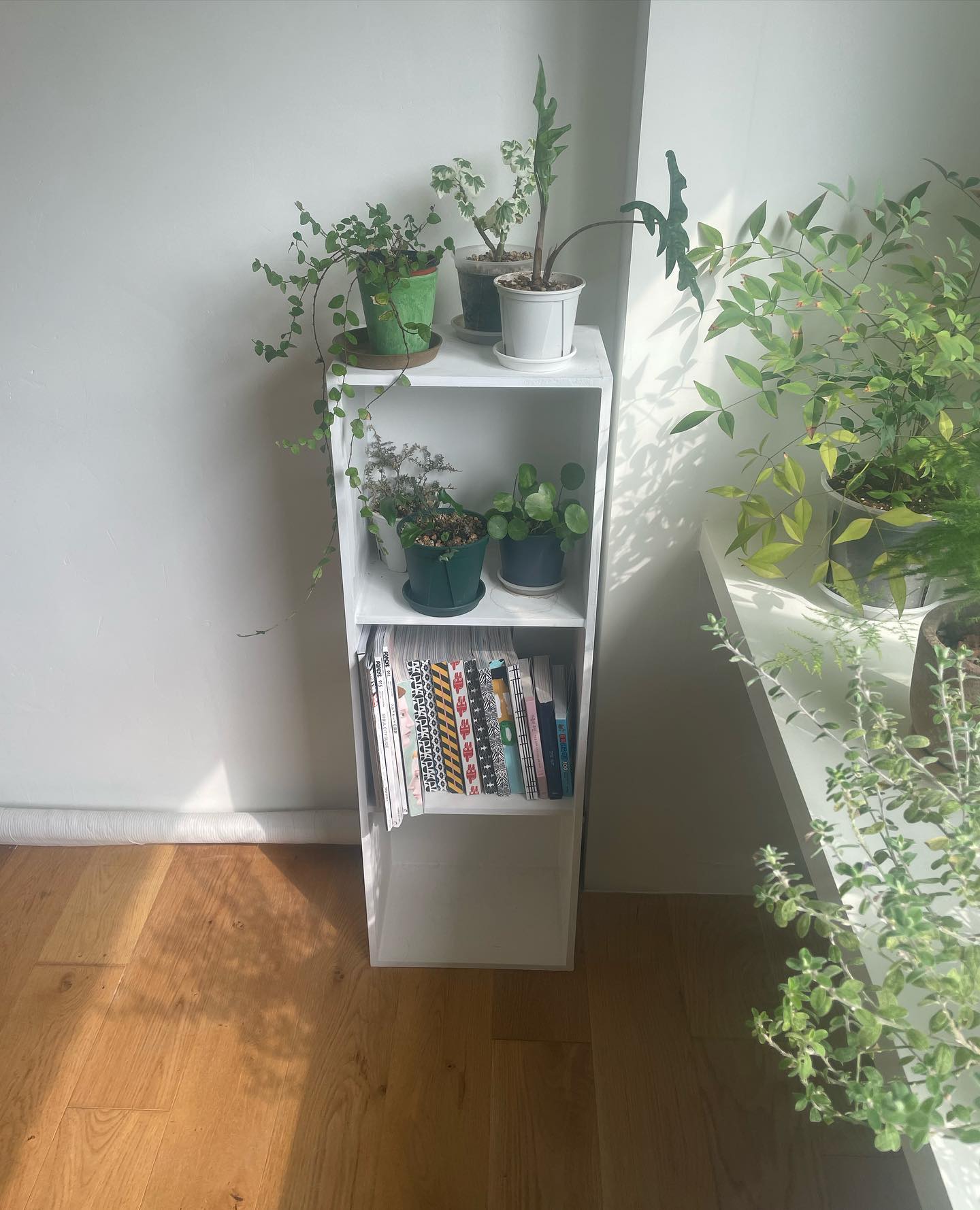 콘텐츠