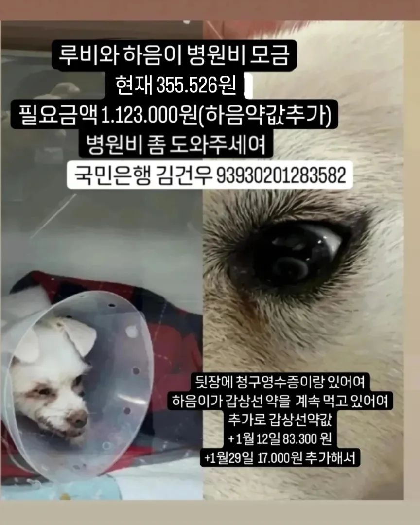 🙏🏻🙏🏻🙏🏻🙏🏻🙏🏻🙏🏻🙏🏻🙏🏻🙏🏻🙏🏻
지난 12월 발치하고 스케일링 한 루비와
눈검사한 하음이는 갑상선 약도 계속 먹어야해여
아이들 병원비를 도와주세여ㅠ

🔥1.123.000원 모금중🔥
✅현재 405.526원
✅국민은행 김건우 93930201283582✅

🙏🏻도와주세여🙇🏻‍♀️

🦋루비님 313원
🦋한숙경님 2만원
🦋루비님 213원
🦋오윤경님 3만원
🦋그라미님 5만원
🦋티티네 3만원
🦋루비하음이 5.000원
🦋하린맘님 3만원
🦋치유김예솔님 5만원
🦋멜로업마님 5만원
🦋별파이네님 3만원
🦋미남맘님 3만원
🦋루비하음이님 1만원
🦋겨울이네님 2만원
🦋큰강아지님 5만원
🦋
🦋
🦋
🦋

#무한공유 #리그램 #도와주세여 #도와주세요 #유기견 #유기묘 #유기견입양 #입양 #임보 #입양해주세요 #입양은사랑입니다 #버리지마세요 #끝까지지켜주세요 #가족 #말티즈루비 #백구하음이