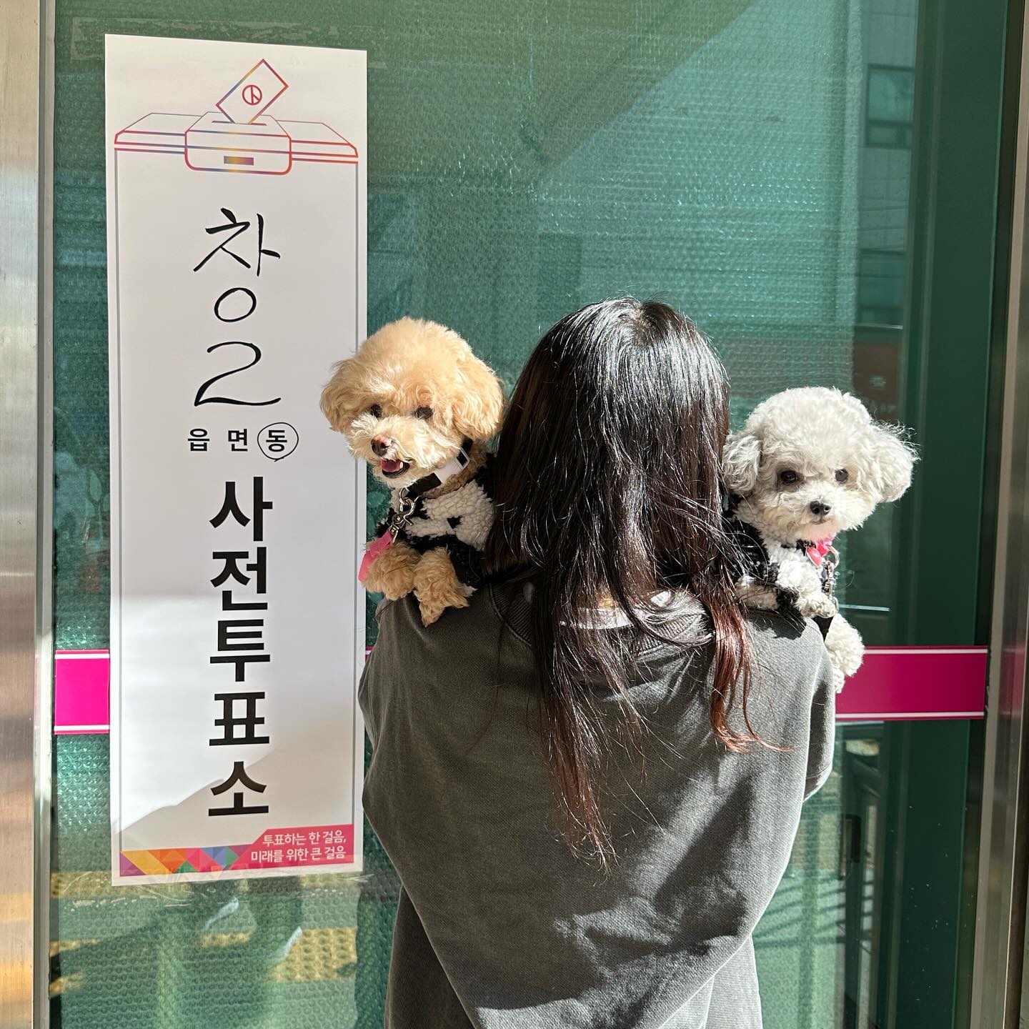 나도 투표 인증샷 귀엽게 찍고 싶은데
어마무시한 인파에 눈 돌아가는 사람 좋아 강아지와
그러든지 말든지 강아지
#진상들 #사전투표인증