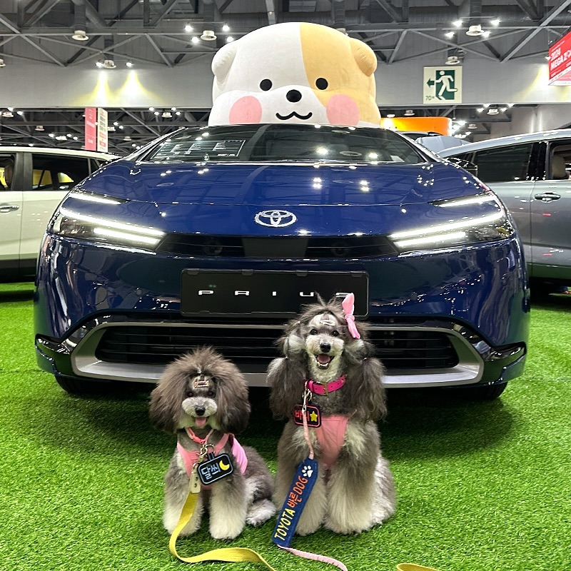 🚗🐾
토요타 바른 DOG 크루 바니와 달씌가
일산 메가주 토요타 바른 DOG 부스를 방문했어!
어질리티 이벤트 공간도 있었고 강아지와 함께
토요타 자동차 시승도 가능하고
다양한 예쁜 포토존과 카페테리아도 있더라🤪
.
애견 동반이 가능한 메가주 같은 큰 행사 장소에는
펫티켓이 필수인 거 알지?🤗
사람들이 많기 때문에 특히나 작은 친구들은
목줄보다는 이동 가방이나 개모차가 좋아!
달씌도 메가주 행사장 안에서 내내 개모차를 탔지만
사진 찍기 위해 내린 거야📷
바니는 크고 엄마 옆에 꼭 붙어서
걸어서 목줄하고 걸어 다녔어🐩
.
이런 실내 행사장의 경우에는
예상치 못하게 다른 강아지들과
돌발 마찰이 있을 수도 있어서 꼭 주의해야 돼. 
울엄마도 작년에 펫박람회에서 강아지한테
물린 적이 있어ㅠㅠ 그래서 더더욱 우리 집은 주의하지🥲
.
배변 봉투도 필수로 들고 다녀야 하고
야외 행사장의 경우에는 소변 시 매너워터로,
실내의 경우에는 반려견 전용 화장실을 이용하거나
마킹 혹은 전용 화장실이 아닌 길에서 그냥 쌀 수도 있는
친구들은 매너벨트/기저귀 착용을 필수로 해서 
행사장, 참가업체, 다른 강아지, 견주님들에게
피해가 가지 않도록 펫티켓을 지키자🫶
.
우리는 바른 DOG 부스에 방문해서
크루 전용 굿즈 선물을 받았는데
귀여운 밴드에이지와 똥츄, 물그릇, 와펜, 에코백,
그리고 알록달록 너무 예쁜 타올을 선물받았어!
다다음주에 수영장 놀러 가는데 타올 들고 가야지😉
.
.
.
🐾본 캠페인은 성숙한 반려견 문화 정착을 위한 캠페인입니다.
.
💛해당 콘텐츠는 토요타 바른 DOG의 후원을 받아 제작되었습니다.
.
🏷 bareundog_toyotakr

#TOYOTA #토요타 #토요타반려문화 #토요타바른DOG캠페인 #바른DOG캠페인 #바른DOG크루 #바른DOG페스티벌 #펫티켓 #토요타코리아 #바니달씌 #팬텀푸들자매 #메가주 #버디두기 #강아지유모차 #반려견에티켓 #오늘의강아지 #개모차 #버디두기펫모델 #강아지일상 #강아지소통 #반려견문화 #반려견매너 #팬텀푸들달씌 #팬텀푸들바니 #phantompoodlebonnie #phantompoodledarcy #petscorner #cutepetclub #dailypuppies #petiquette