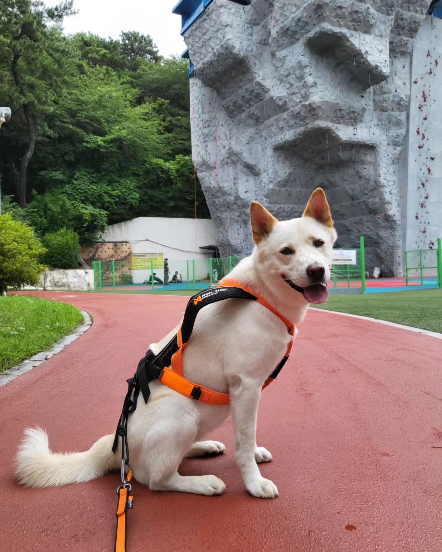 20240702

장마철이라 잠시 쉬어가야되나 했는데
잠시 비 그친틈을 타서 
캐니크로스 13주차 시작!!
습해서 그런지 조금 뛰어도 더워한다;;
아직 언니 발가락 뼈가 안붙어서
킥보드로 캐니크로스 해야되 ㅠ
비오는 날은 위험하니까 
지금처럼 바닥이 많이 젖지 않았을때 하자

#풍산개 #풍산이 #생후48개월 #세살 #꼬마 #우리집막내 #산책 #사진찍기 #신나게뛰뛰 #멋짐뿜뿜 #이뿐이 #모델견 #매력만점 #꼬마스타그램 #꼬마의일상 #꼬마는사랑이야 #풍산개스타그램 #포사이어티 #더티포사이어티 #캐니크로스