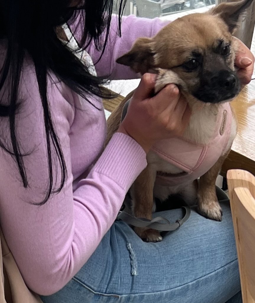 흐지므르....그르르르

#멍팔맞팔 #가을강아지