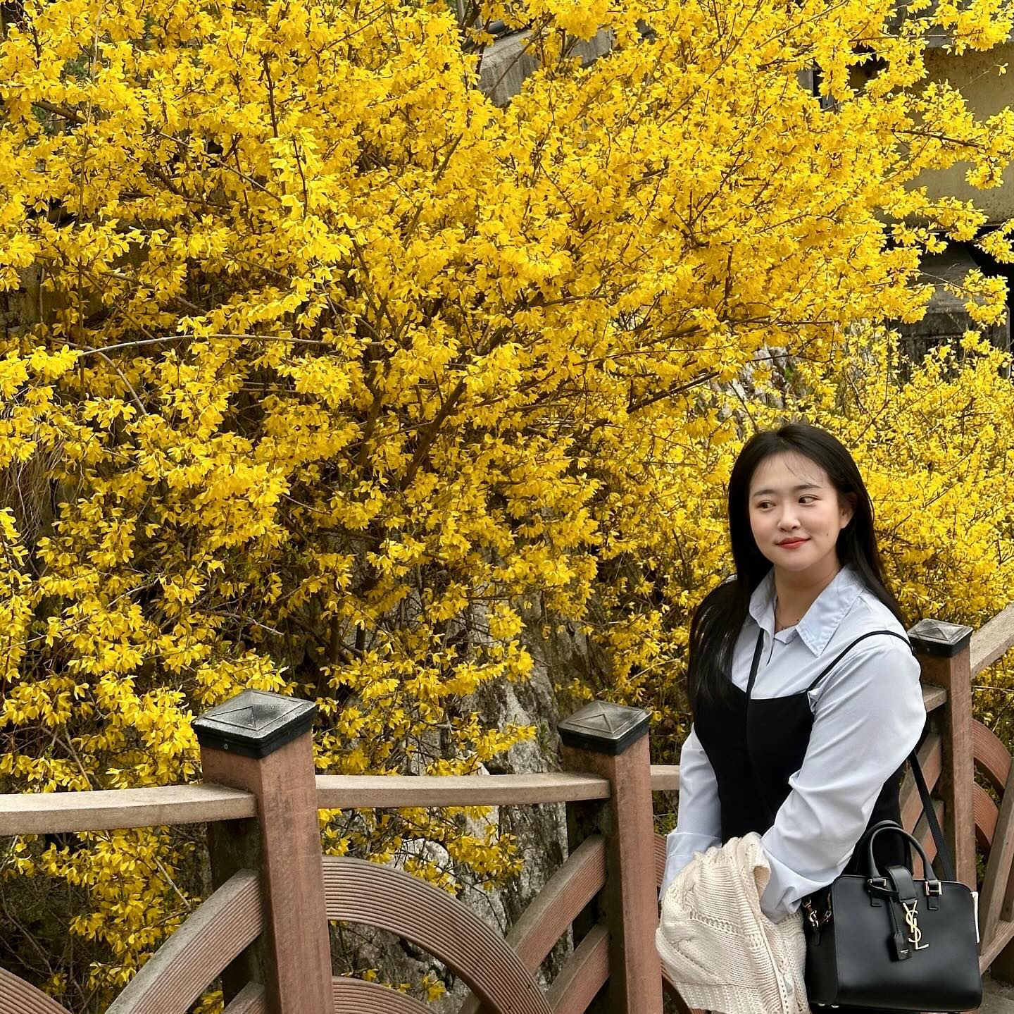 난 사실 벚꽃보단 개나리야 💛