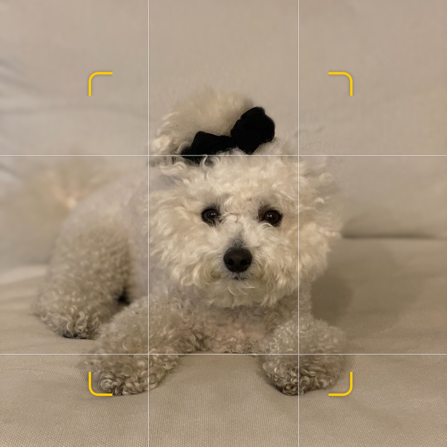 회색강아지 박마로🐶
인태기 벗어나서 열심히 해볼라꼬🤦🏻‍♀️