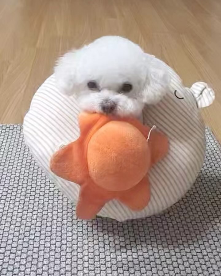할미할비 젤리 삐져써요😤
10분 집에 혼자 뒀다고 얼음💙
뒷장은 삐지기 전💜