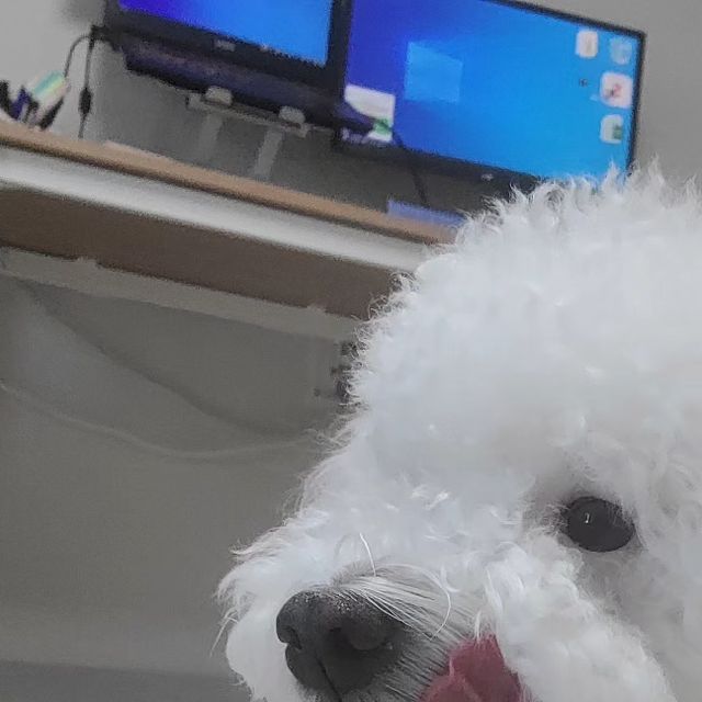 Ed on Instagram: "원물 위주로 만들어진 건강한 간식, 국제표준규격을 준수하는 공정으로 안심하고 급여할 수 있는 간식으로 설이와 신나게 놀았어요. 도그 토킹벨 누르는 실력이 수준급 #광고