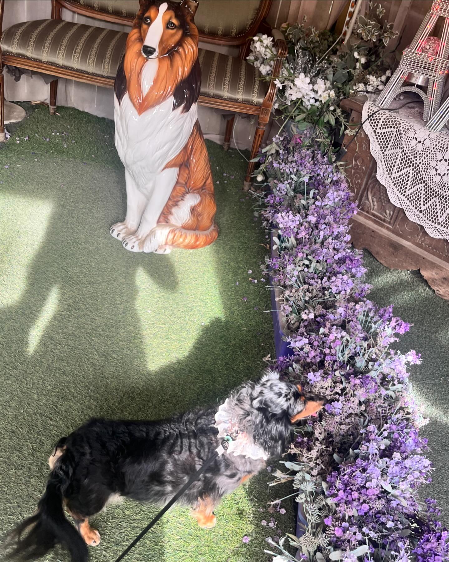 날씨가 좋아서 핑크핑크한 #포천허브아일랜드 갔다왔어요🌸
오늘밤 뭉탱이는 드르렁🐽 콩장이는 그르렁😖 하고
꿀잠잘것 같아요🤭
다음에는 밤 야경 구경하러 가면 더 좋을것 같아요😀

#뭉탱❤️ #콩장❤️ #똥뭉탱❤️ #개콩장❤️ #반려견동반여행 #반려견과함께나들이 #닥스는사랑입니다❤️ #닥스훈트옷 #닥스훈트맞춤옷 #Dachshundclothes #fashiondogs #dogcouture #dogcloses #dogwear #handmadedogwear #닥스훈트 #데플닥스훈트 #데플단모닥스훈트 #데플장모닥스훈트 #Dapple #Dachshunddaily #Dachshund #Dachshundlove  #Dachshundstagrams #dappledachshunds #doxie #dogstagram  #댕팔맞팔 
#ダックスフント