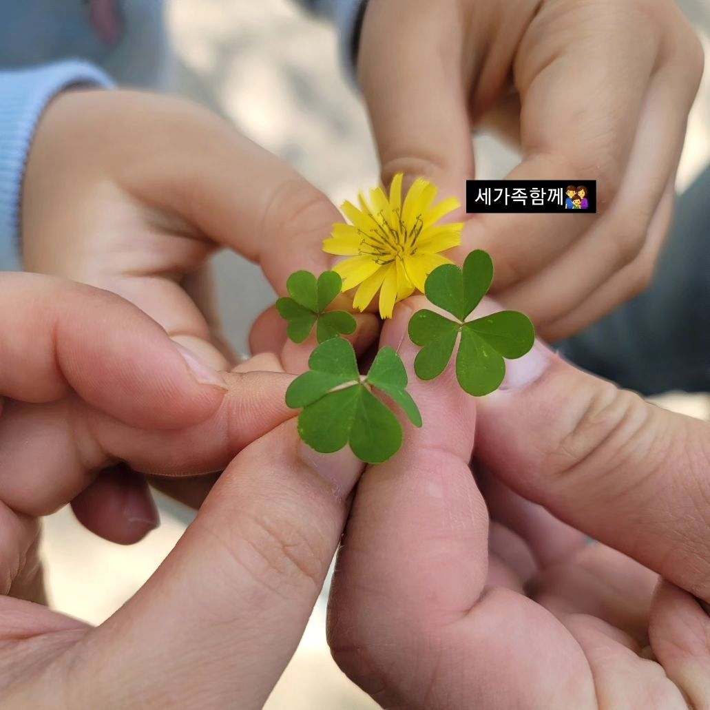 하트 클로버🍀

세가족 늘함께👨‍👩‍👦
.
.
.
#세가족함께
#소중한가족
#사랑해또사랑해