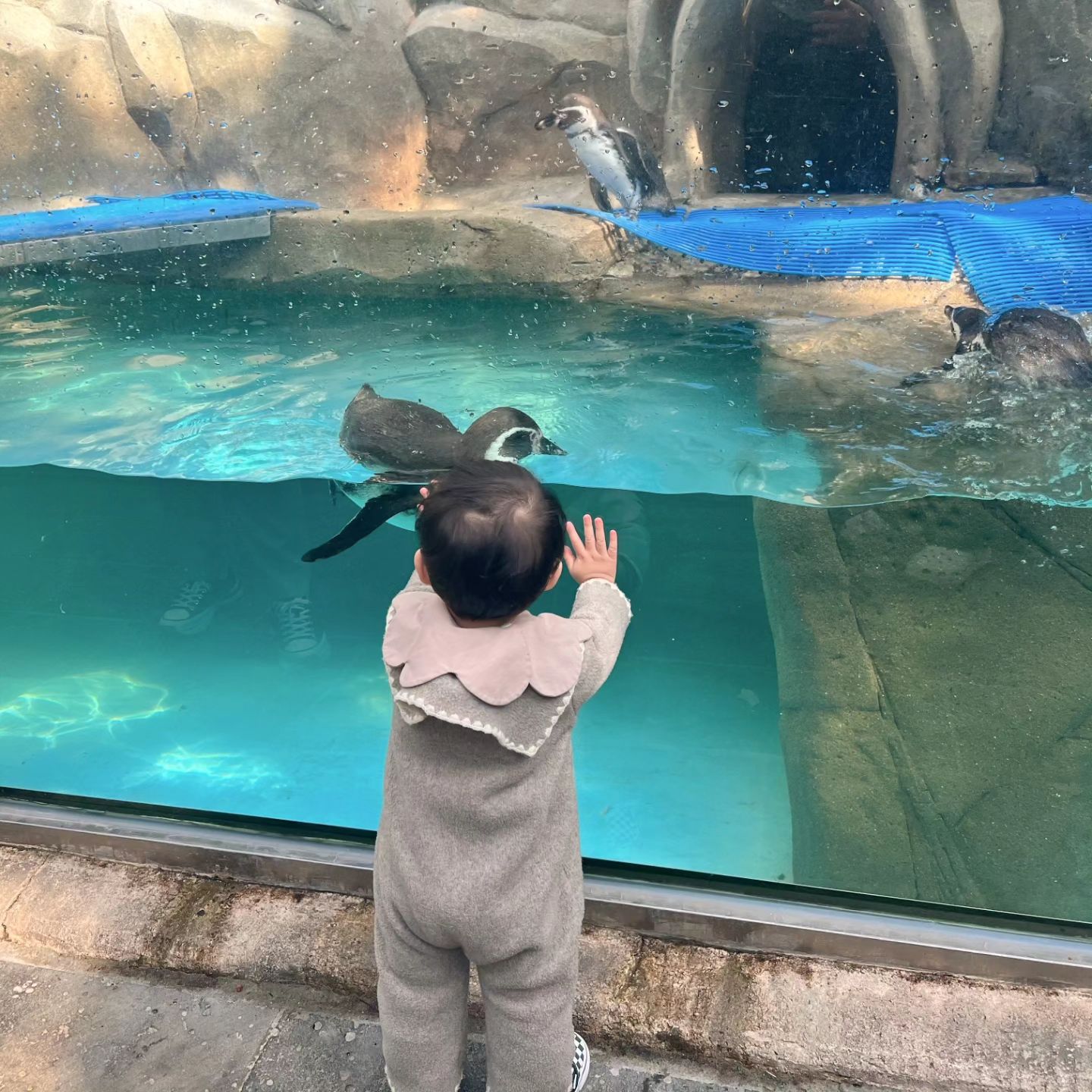 귀여운 펭귄과 귀여운 태오 🐧👶
그리고 귀여운 옹동이 🍑

두번째 방문한 대전 오월드 
두달 전 막 걷기 시작할때 왔었는데 
이젠 너무 잘 걷고 동물을 너무 좋아하고 
신나게 놀아줘서 더 좋았던 어제 🧡

이모와 함께라 더 수월했던 
대전 동물원 방문 ✨️