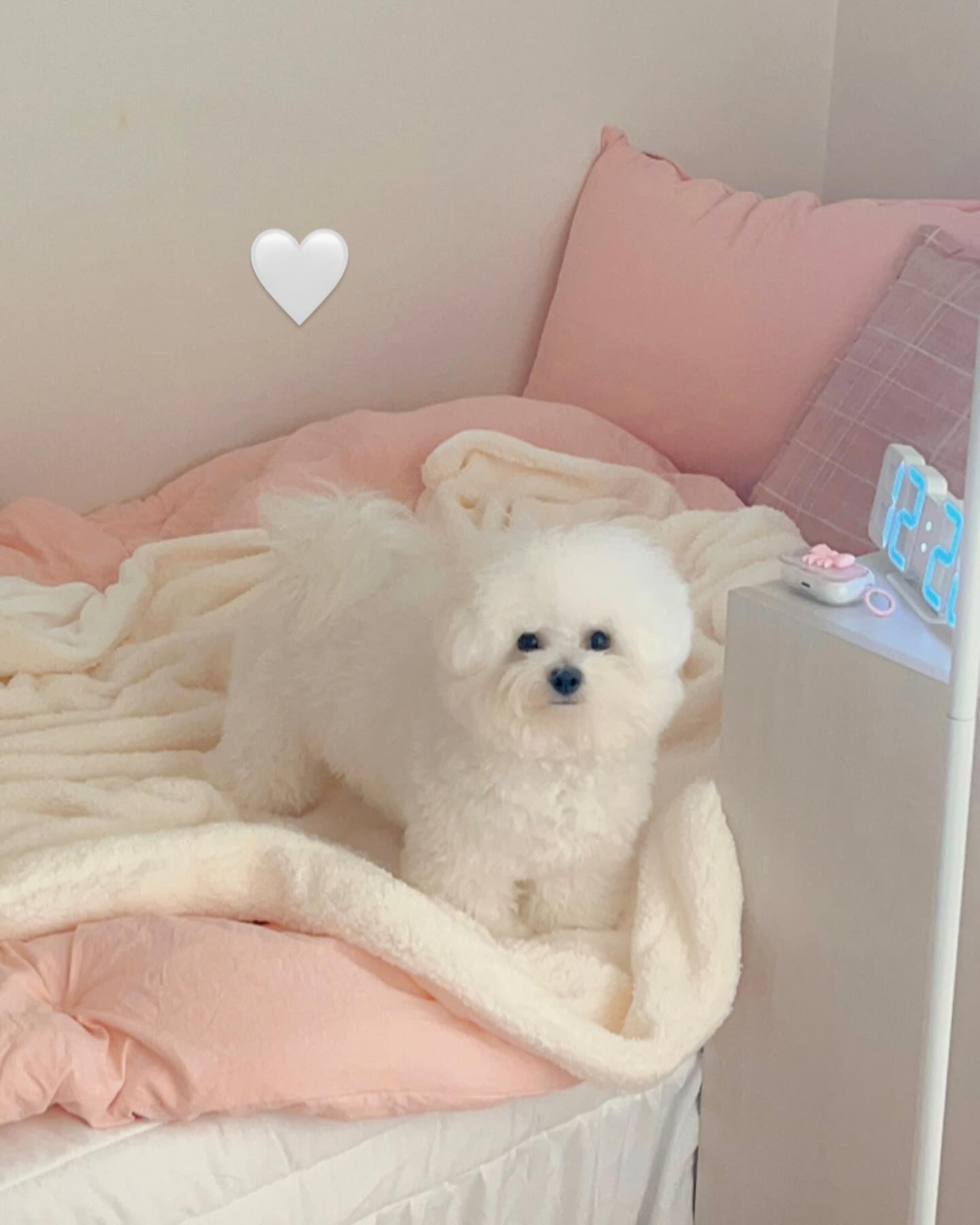 평생 함께해줘 엘르야 🩷✨