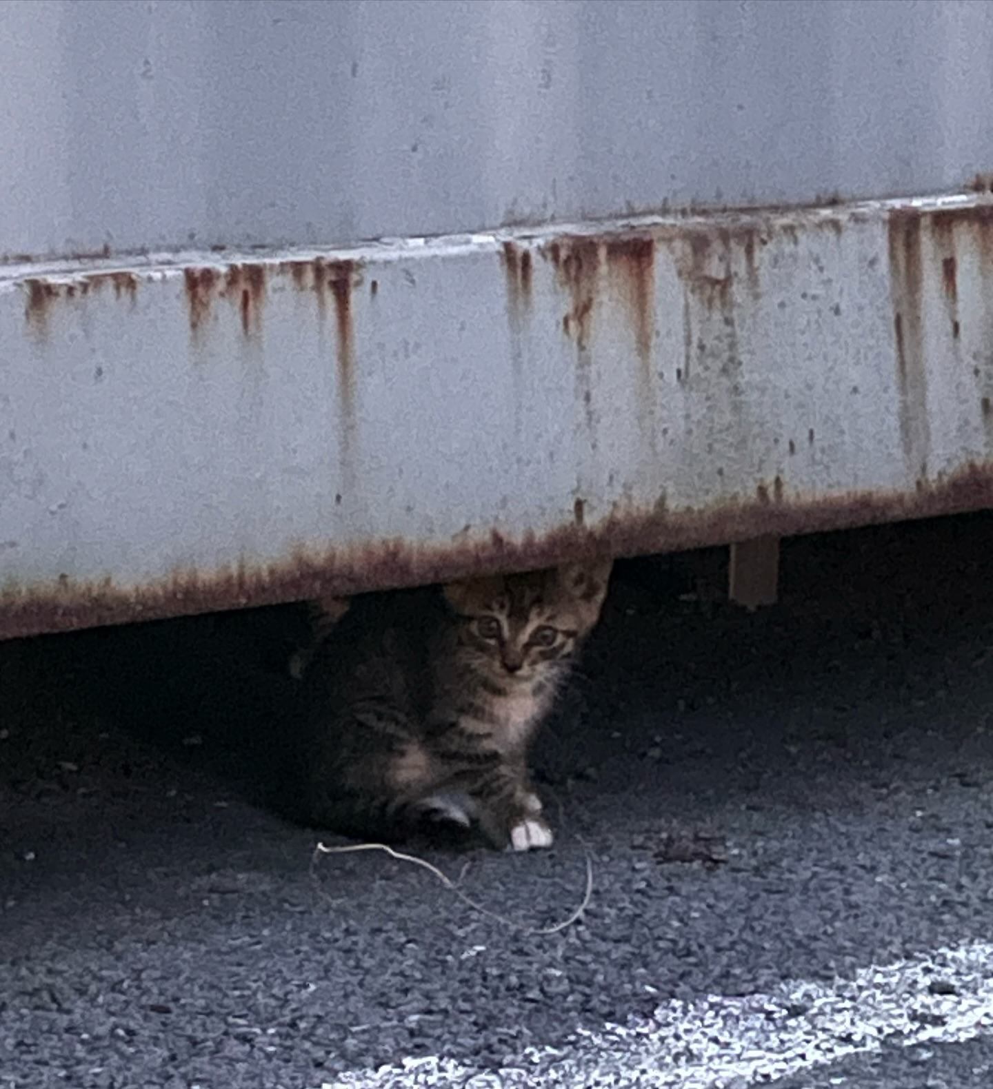 🐈‍⬛모음