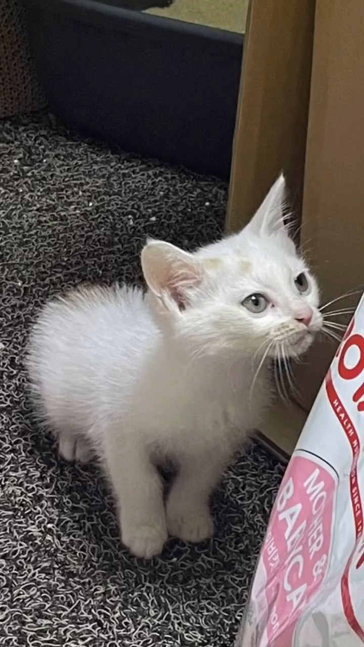아가땐 마냥 귀여웠는데
크니까 살짝 무서운 울 차돌냥💦
하품 두번이면 내가 잡아먹힐거 같은 느낌😂