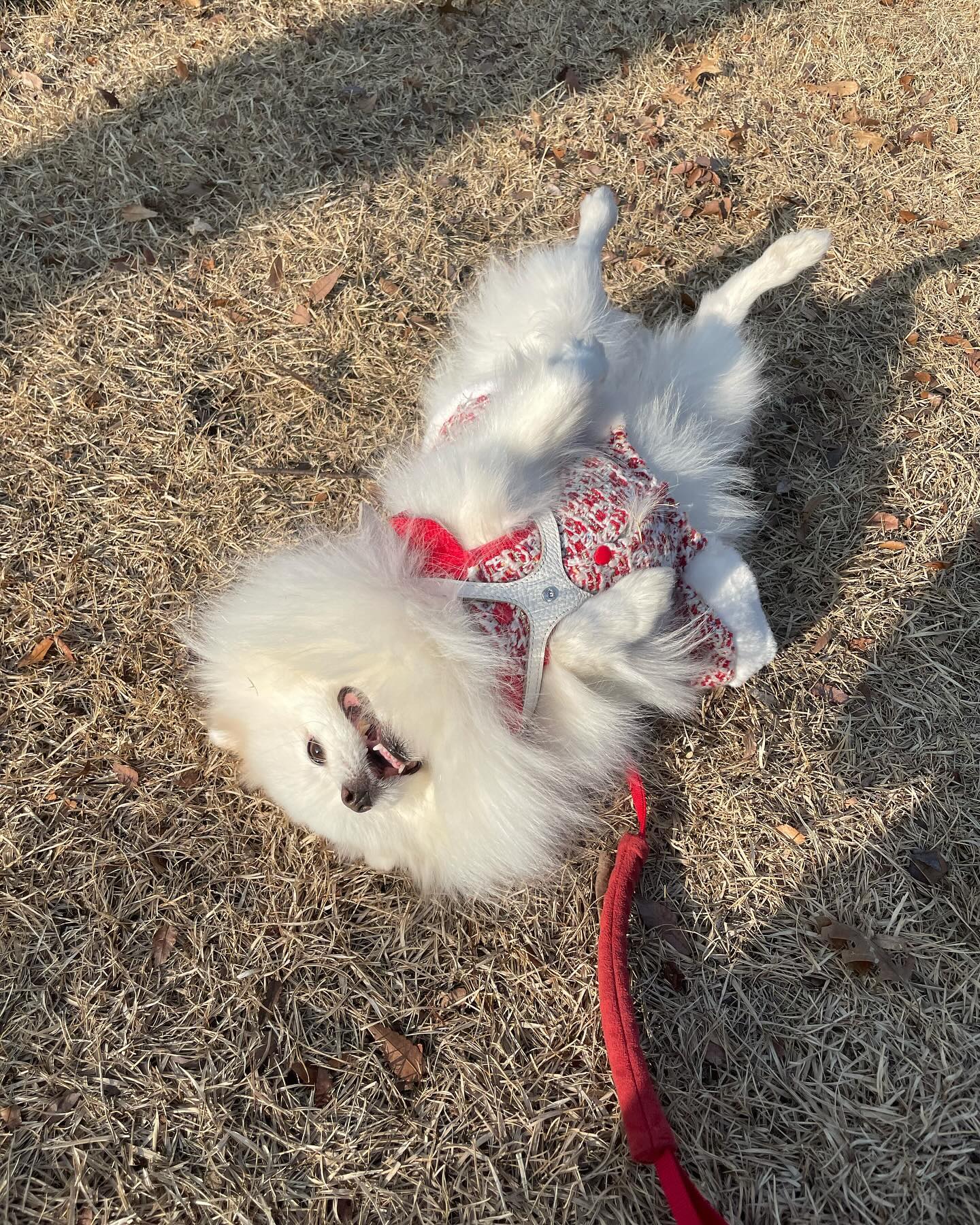 친구들아 새해복 많이받아😊❤️
올해도 열심히 먹고싸고 놀쟈🥰

#새해복많이받개🐶 
#올해도개팔자상팔자목표
.
.
#우리 #포메스타그램 #포메라니안 #폼피츠 #일상 #일상스타그램 #강아지일상 #멍팔 #맞팔 #선팔 #견주맞팔 #소통 #소통해요 #패셔니스타 #애견옷 #강아지옷 #강아지모델 #강아지용품 #강아지그램 #강아지스타그램 #강아지인스타그램 #견스타그램 #댕댕이스타그램 #강아지 #인싸