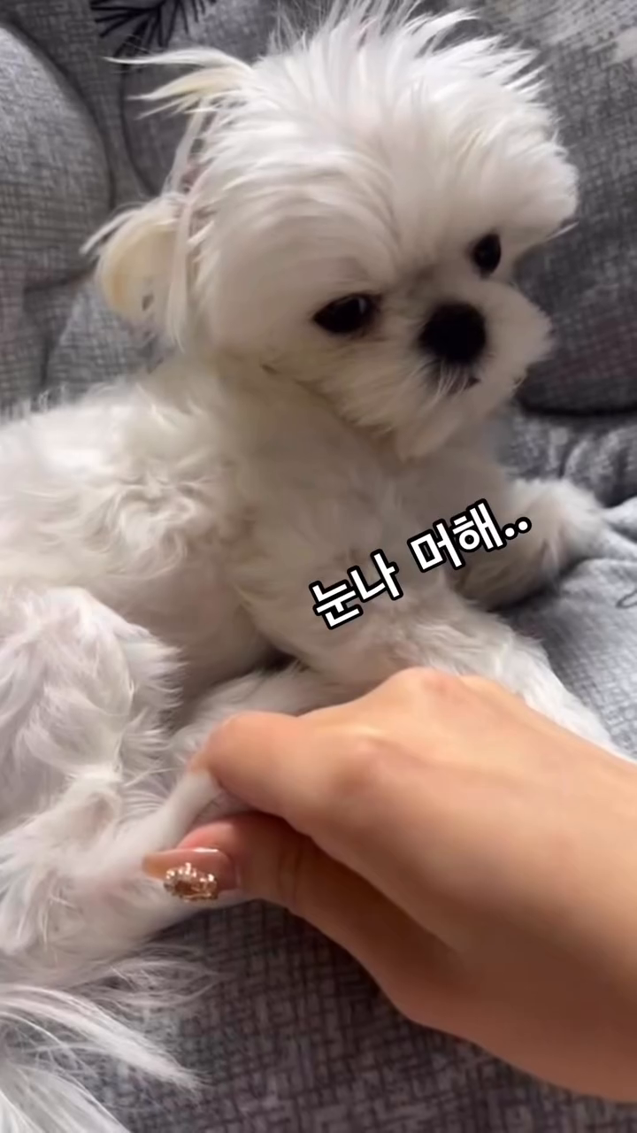 luda_jjoda luda_jjoda luda_jjoda 
착한 강아지 루다 🐝🐝