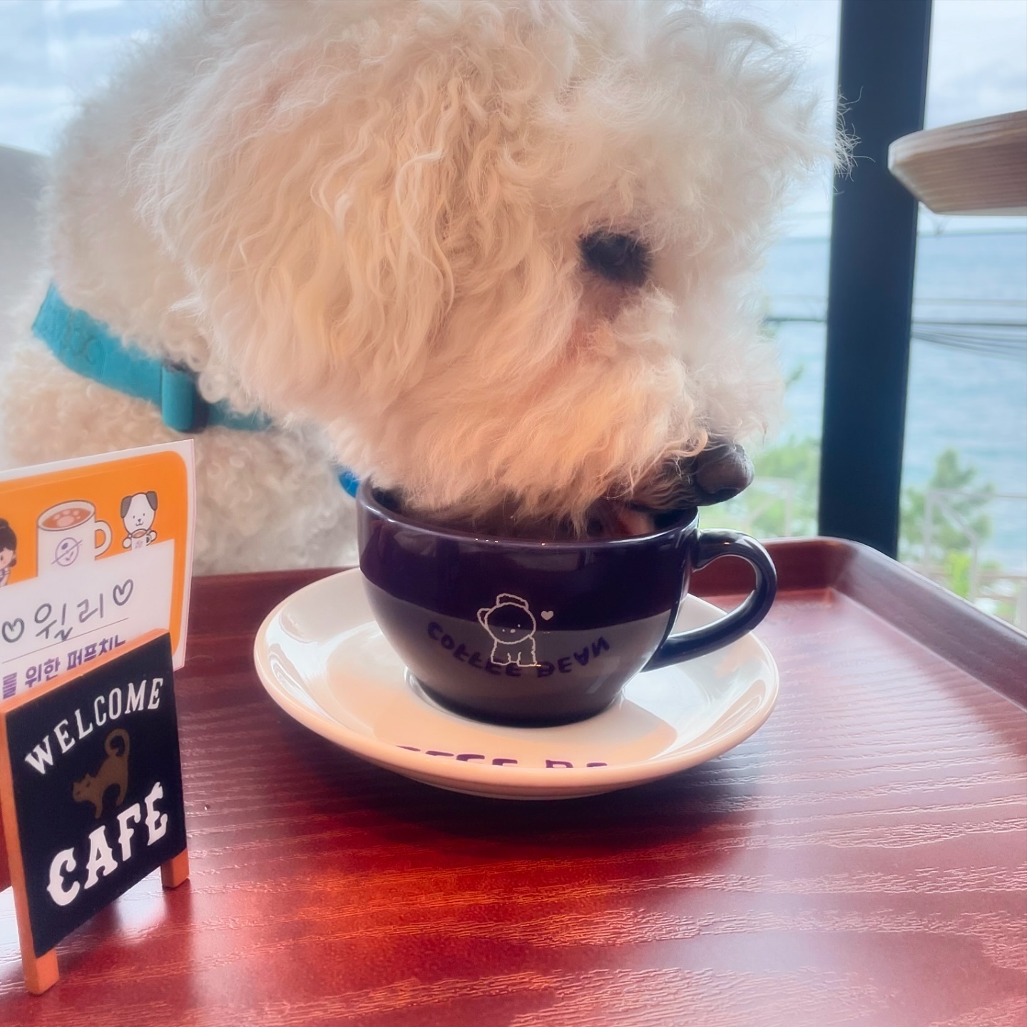 #커피빈 #펫프렌들리 완전조오타..😍
 #멍푸치노 퍼푸치노☕️음미하는 윌리ㅎㅎㅎ 마시찡😝😝❣️