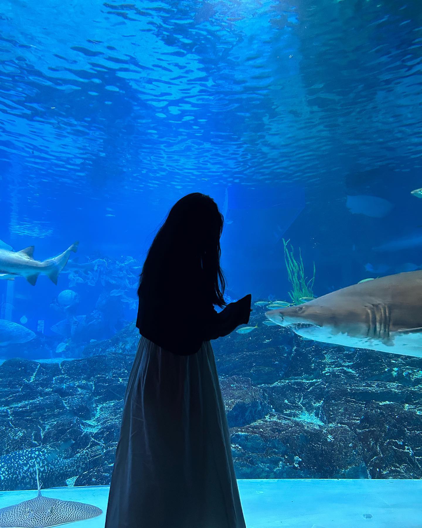 🦈🐟🐠🐬🪼