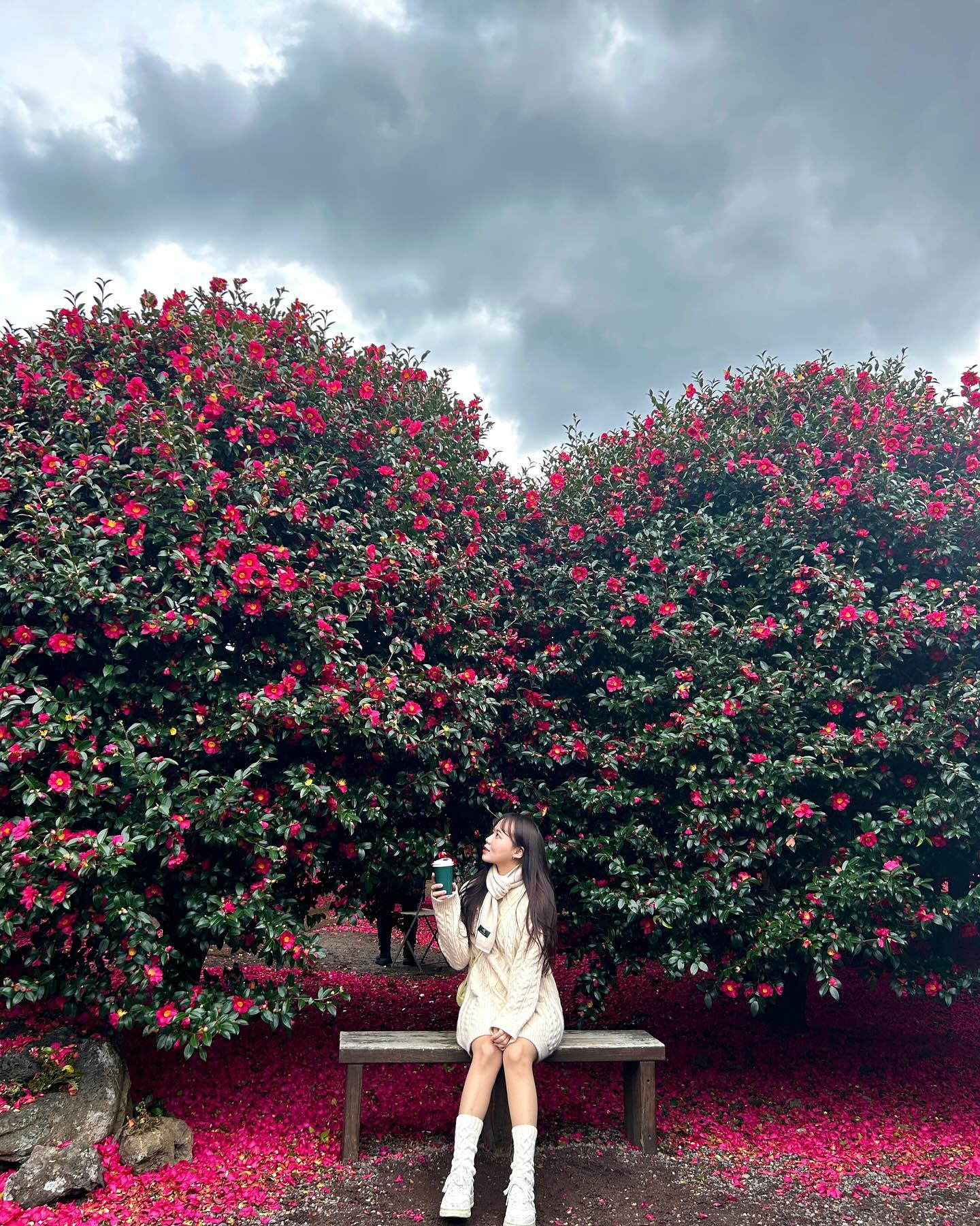 제주도, 동백 사랑해🌺❤️