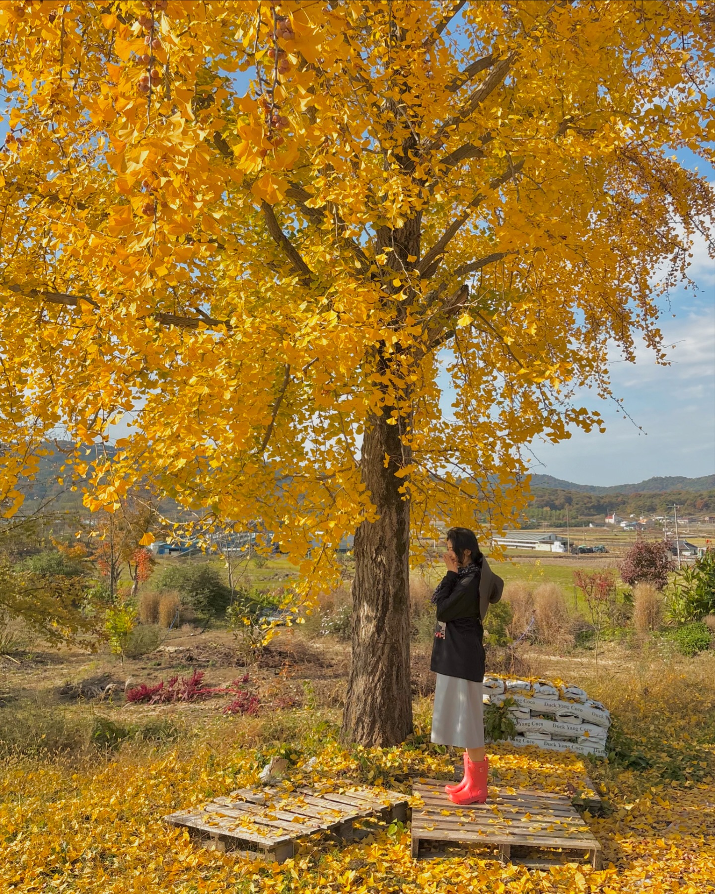 가을 아침 내겐 정말 🍂

.
.
#촌캉스 #가을 #낙엽 #autumn #가을여행 #데일리 #여행 #국내여행