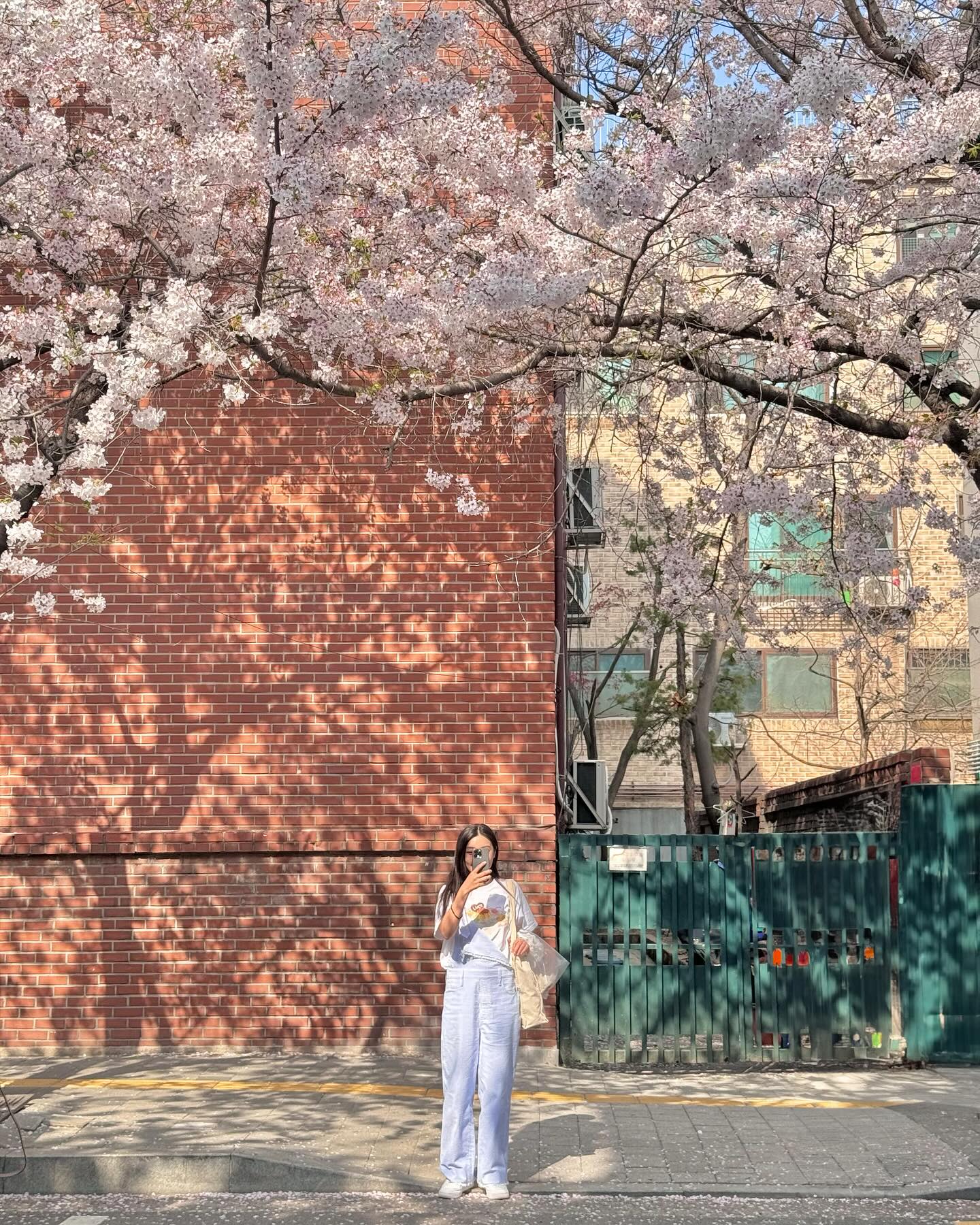 🌸
이번주 내내 벚꽃을 즐긴 거 같다
(4월 내내 너무 많이 나가 놀음..⭐️)