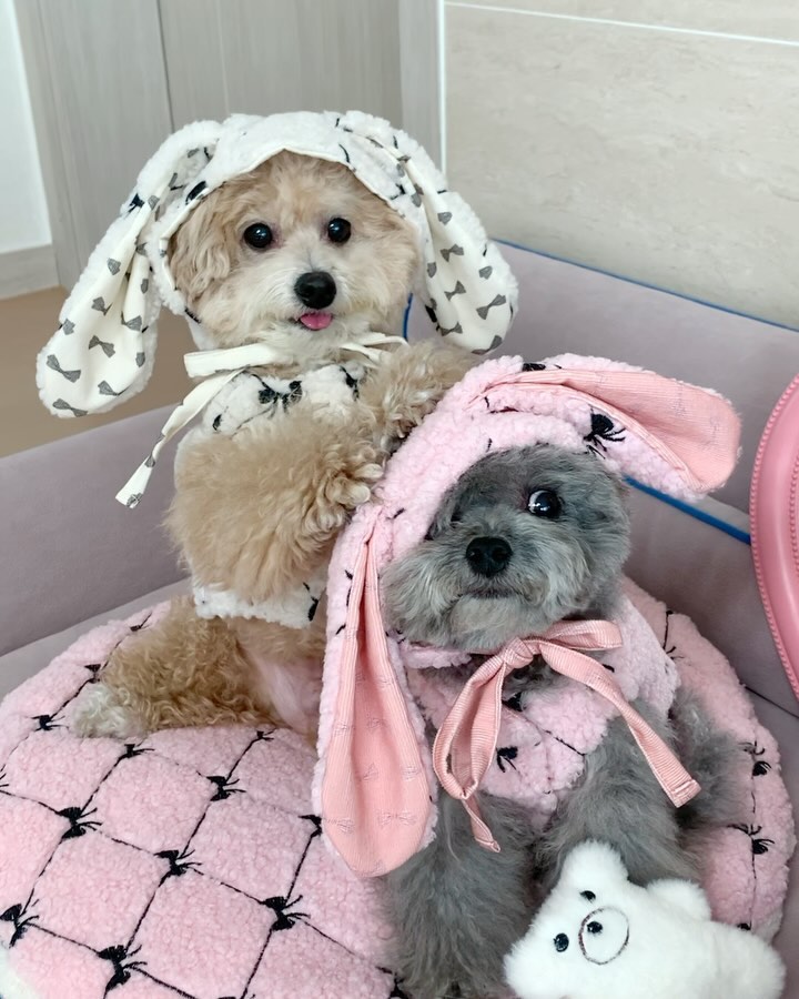 🐰🐰💗🤍
토끼 중에 내가 제일 귀여워🥕
생쥐한테 귀여움 양보 절대 못 해ㅋ
동생 머리통 긁어주는 착한 오빠🫶🏻

봄 까지 쭉~🤍 dearazi_official 

#고집생쥐 #얻어터짐 #오빠는참지않아 #코봉이복수성공