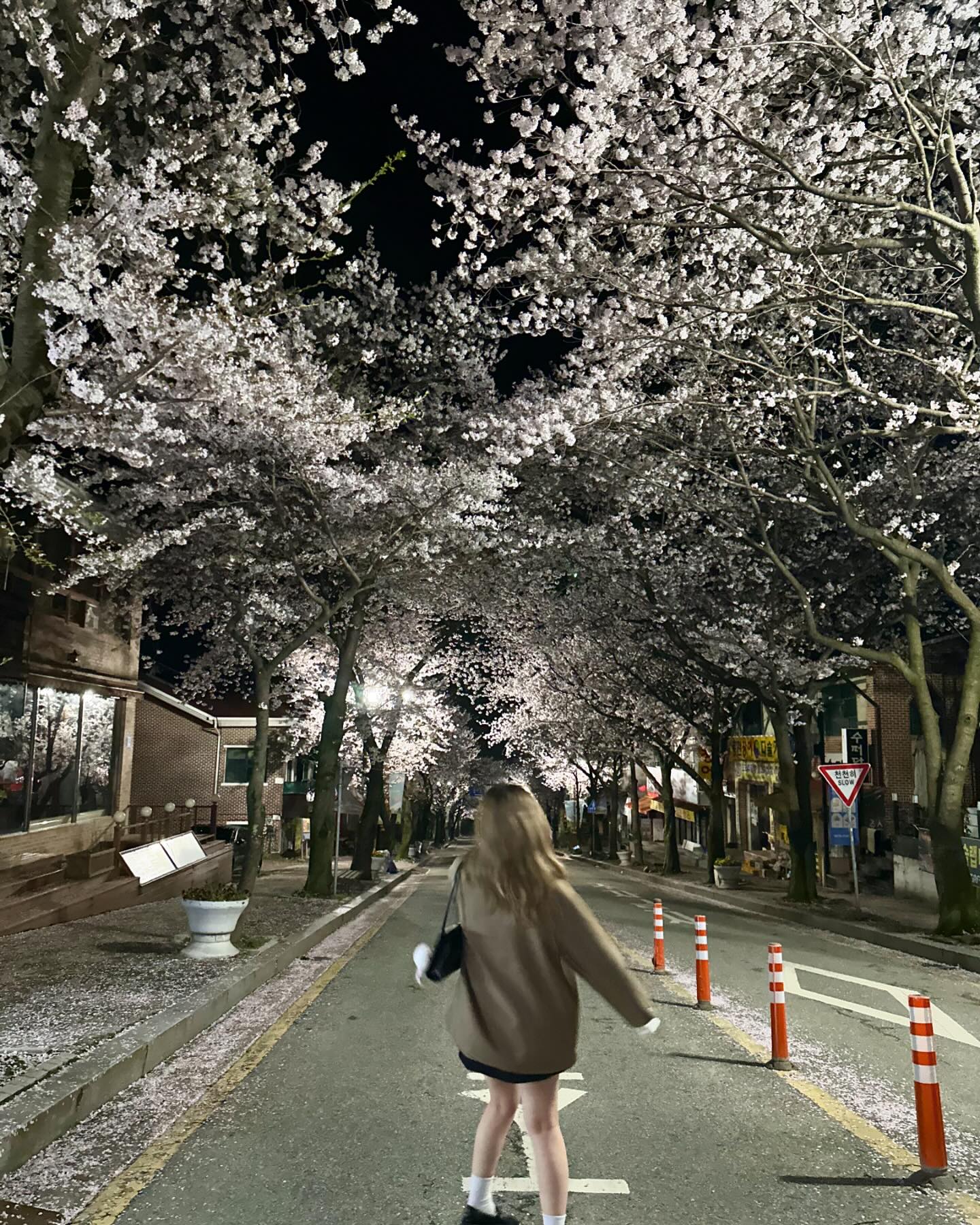 올해도 꽃구경 성공🌸