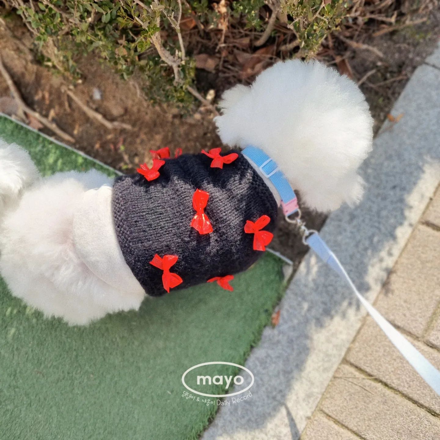 작년에 뜨다가 던져뒀던 블랙 니트 드디어 완성함
빨간색 리본이 너무 화려해요!
반짝반짝 더 예쁜 스왈도 사왔는데
달아주면 천배 더 예쁘겠는걸❤
앙고라 니트 뜬 것도 보여드릴게요ㅎ
현재는 빨간색 탑다운 니트 만드는중 입니다🫡

#강아지니트 #강아지뜨개옷 #뜨개클래스 #도기앤미
#비숑프리제 #비숑은사랑입니다 #비숑 #knittingaddict