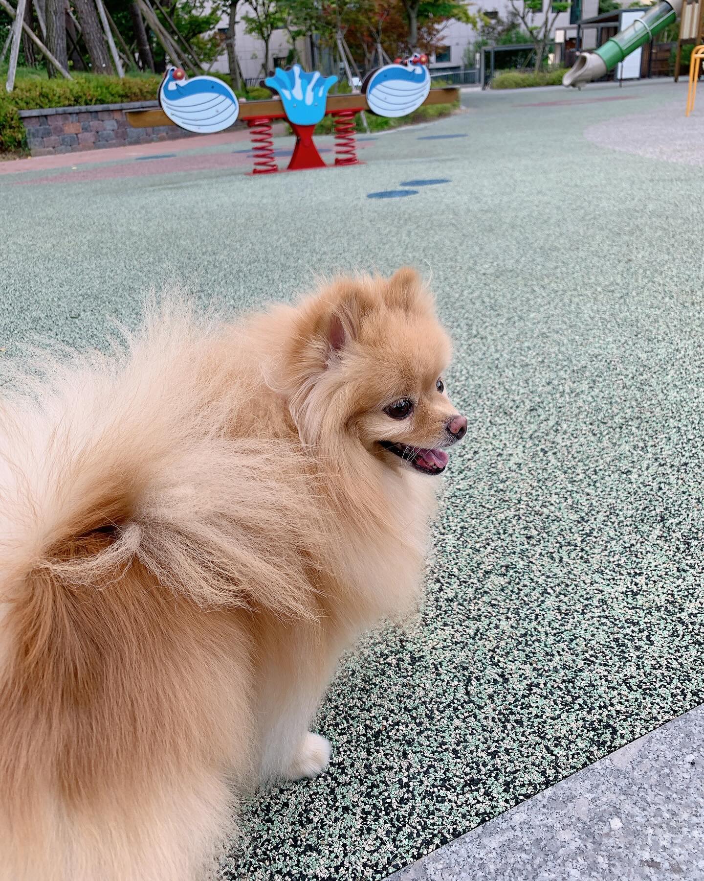 보리는 잘 지내는 중🫶🏻 #아빠랑산책❤️
