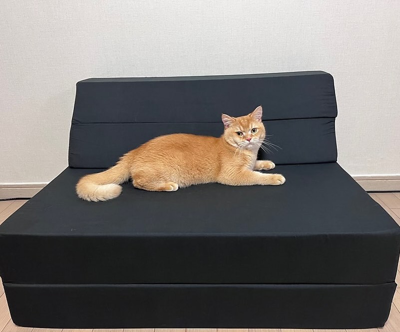 NAGADA 4단 접이식 소파베드 간편 침대

✅4in1 활용도 높은 매트리스
✅면보드 촉감좋은 세미폴리커버
✅4kg까지거뜬하게 흔들리지않는 편안함
✅평일12시 이전주문시 당일배송원칙

NAGADA으로부터 제품을 무상을 받아 작성된 글입니다

#원룸소파베드 #자취꿀템 #접이식쇼파 #접이식침대 #매트리스