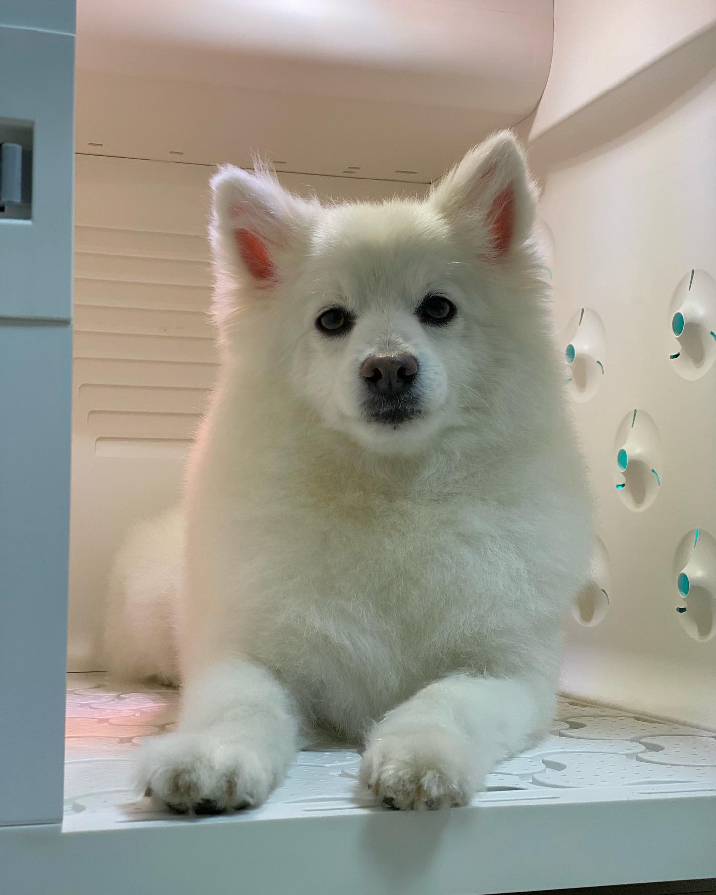 아 진짜ㅏ 왜 이렇게 귀엽냐...

#석봉스타그램 #이석봉 #맨날귀여움