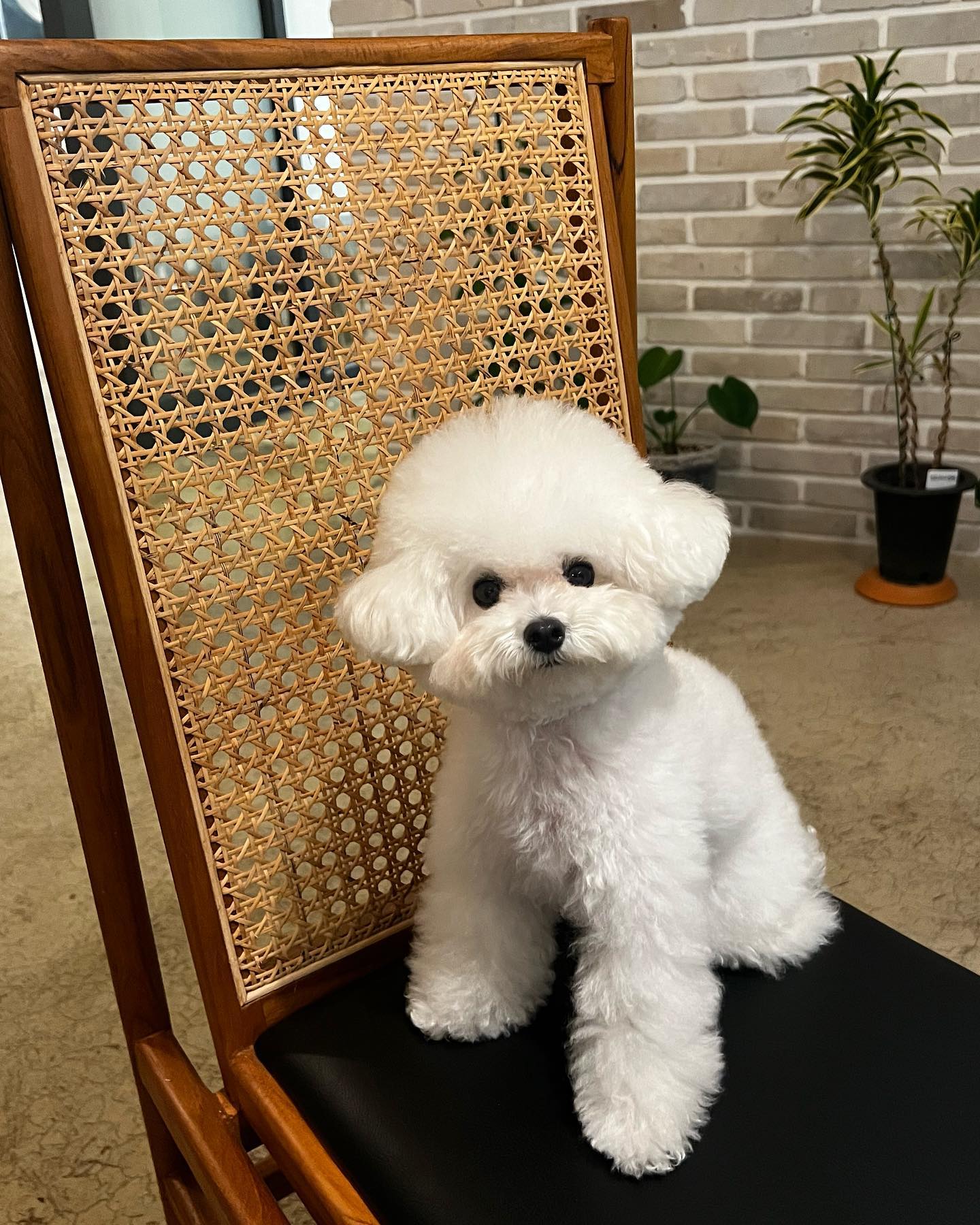 멍충이 왜이렇게 귀엽지
