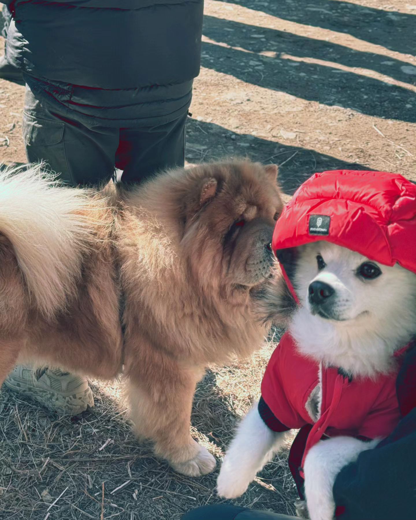 LOT에 다녀온 솜이. Ɓėśť 컷컷컷!
여담으로 페더다운 신상 애견 모자냐구 많이들 물어보셨다🤣
다운캡이랑 개나다구스랑 깔맞춤 딱이야!
Ô _ @ 마지막은 흔들어도 일어나지 못한 그의 모습🥹

#lightouttrekking #영양군
#애견캠퍼 #애견캠핑 #동계캠핑 #캠핑그램 #감성캠핑 #캠핑맞팔 #캠핑스타그램 #캠핑장비 #캠핑음식 #캠핑용품 #캠핑기어 #애견인맞팔 #맞팔 #강아지 #스피츠 #폼피츠 #트레킹 #백패커 #백패킹스타그램 #우모복 #페더다운 #캠핑소통 #캠퍼