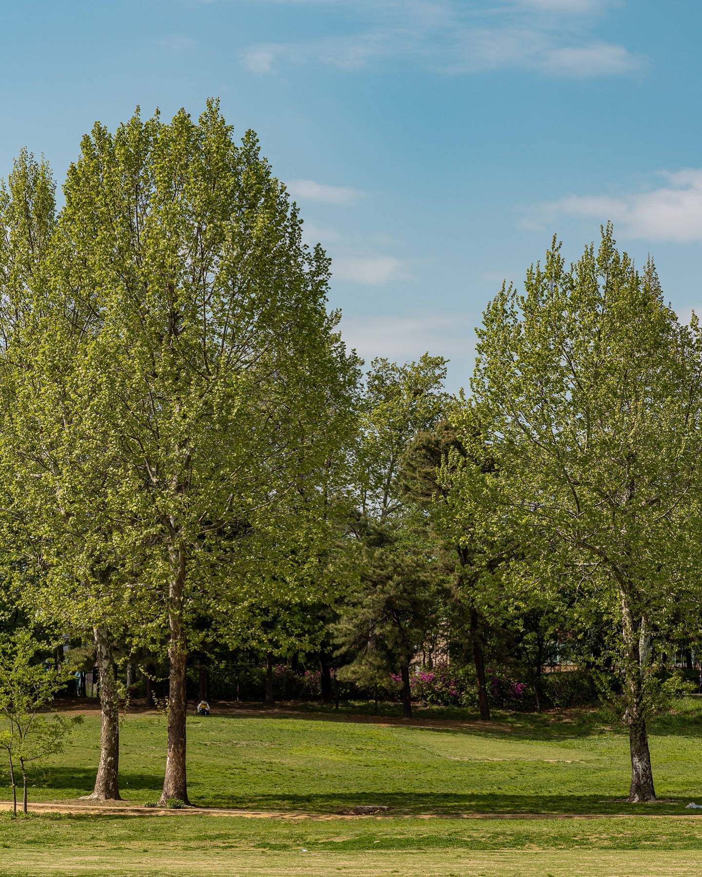 🌳🏞️