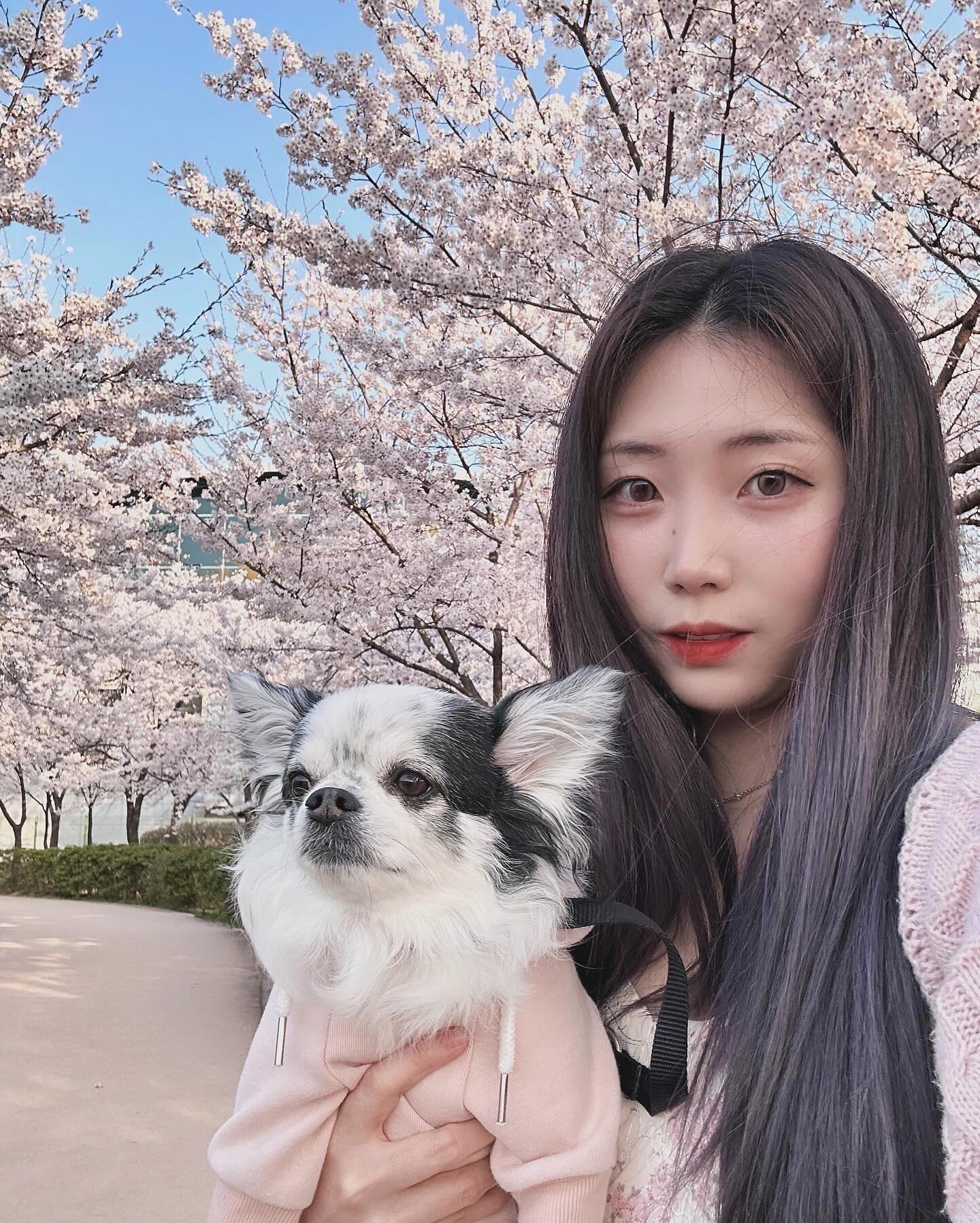 올해 벚꽃놀이 끝₍⑅ᐢ. ̬.ᐢ₎🌸

.
.
#벚꽃놀이 #벚꽃명소 #만석공원 #광교호수공원 #수원벚꽃 #멍스타그램 #댕댕이일상 #애견동반여행 #일상기록 #장모치와와 #chihuahua #chihuahuasofinstagram #photooftheday #cherryblossom
