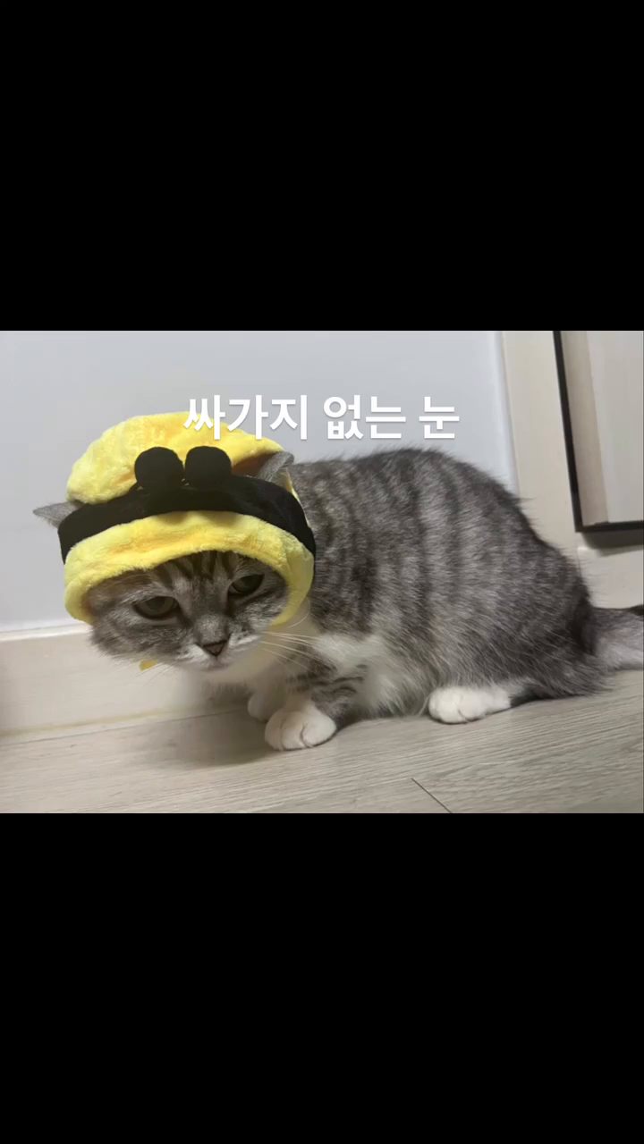 #고양이 #귀여워 
#치명적인 #장점