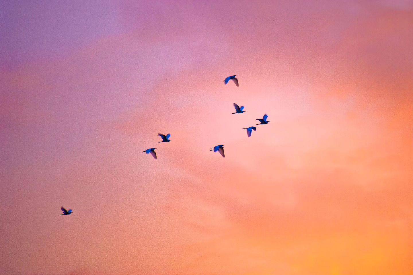 #SamsungGX10 #SunSet #Bird
