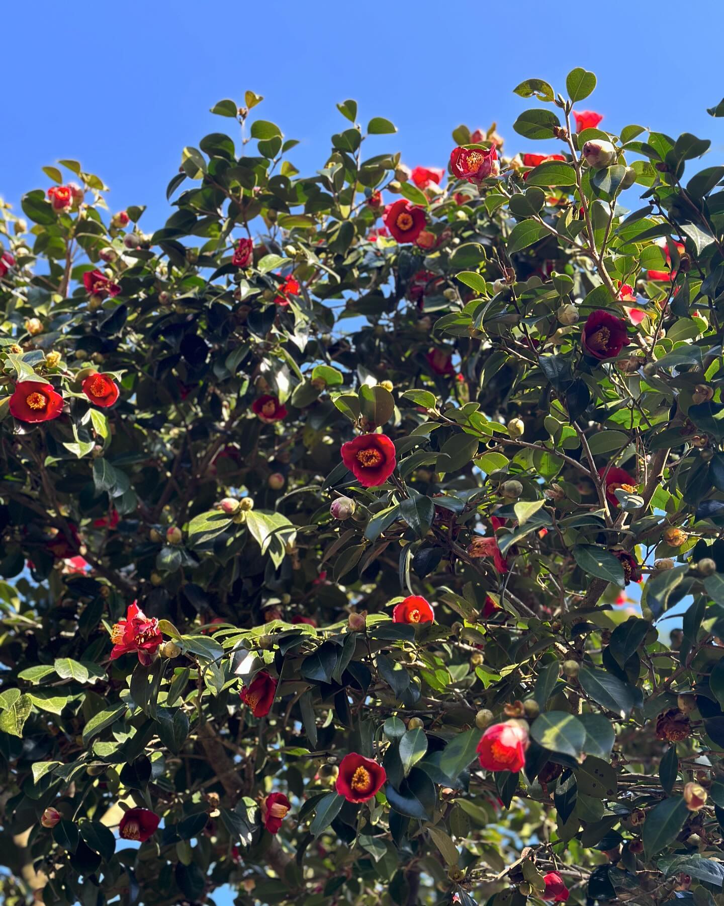 봄 찾아 왔는데 겨울이 남아 있네 🌺