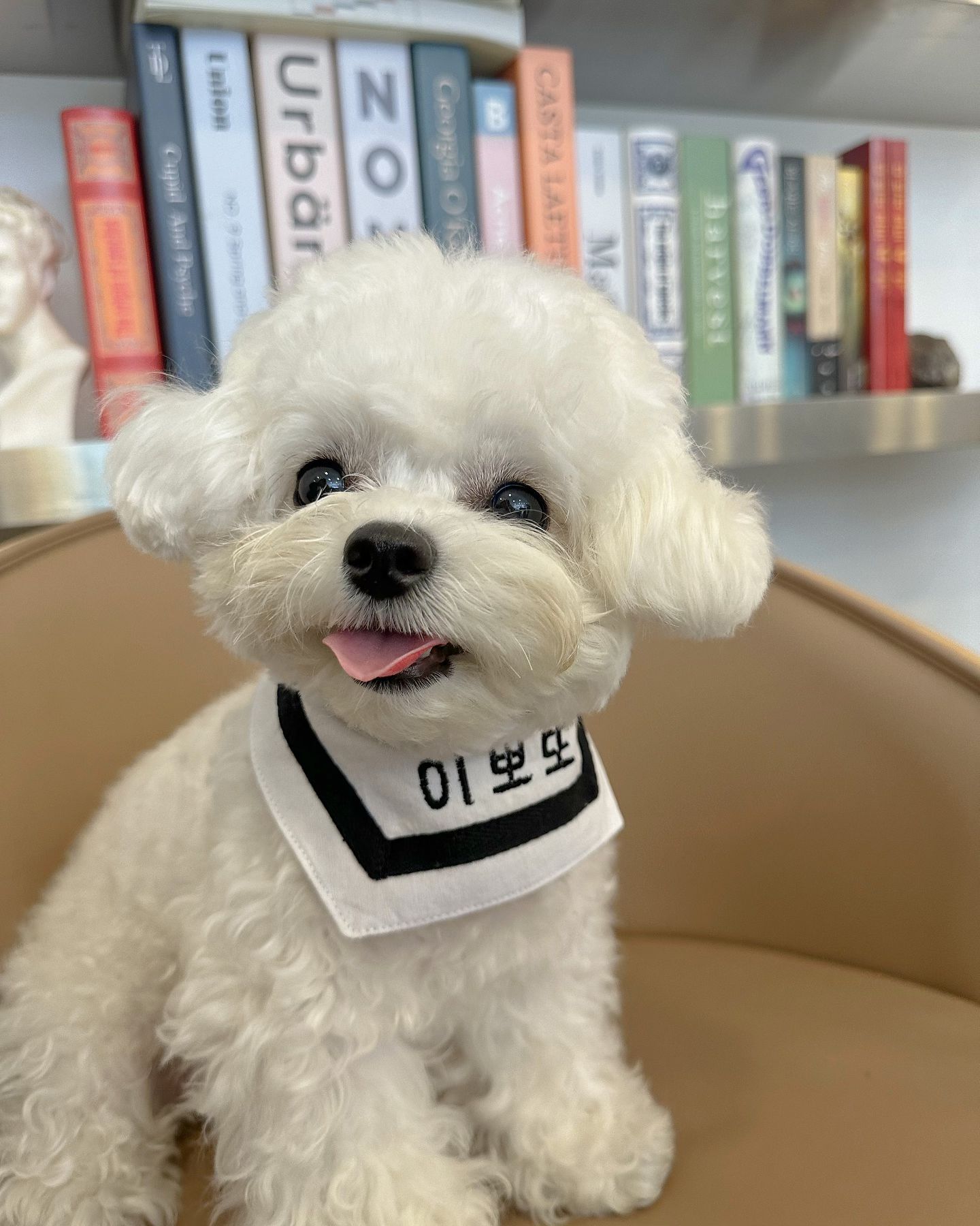 언니는 검사하러 들어갔구
결과나올때까지 엄망아빠랑 ㅋㅏ페와떠어❤️

금식인 언니따라 뽀또도 강제금식🥲
아침 인쟈먹어따구우!!!!