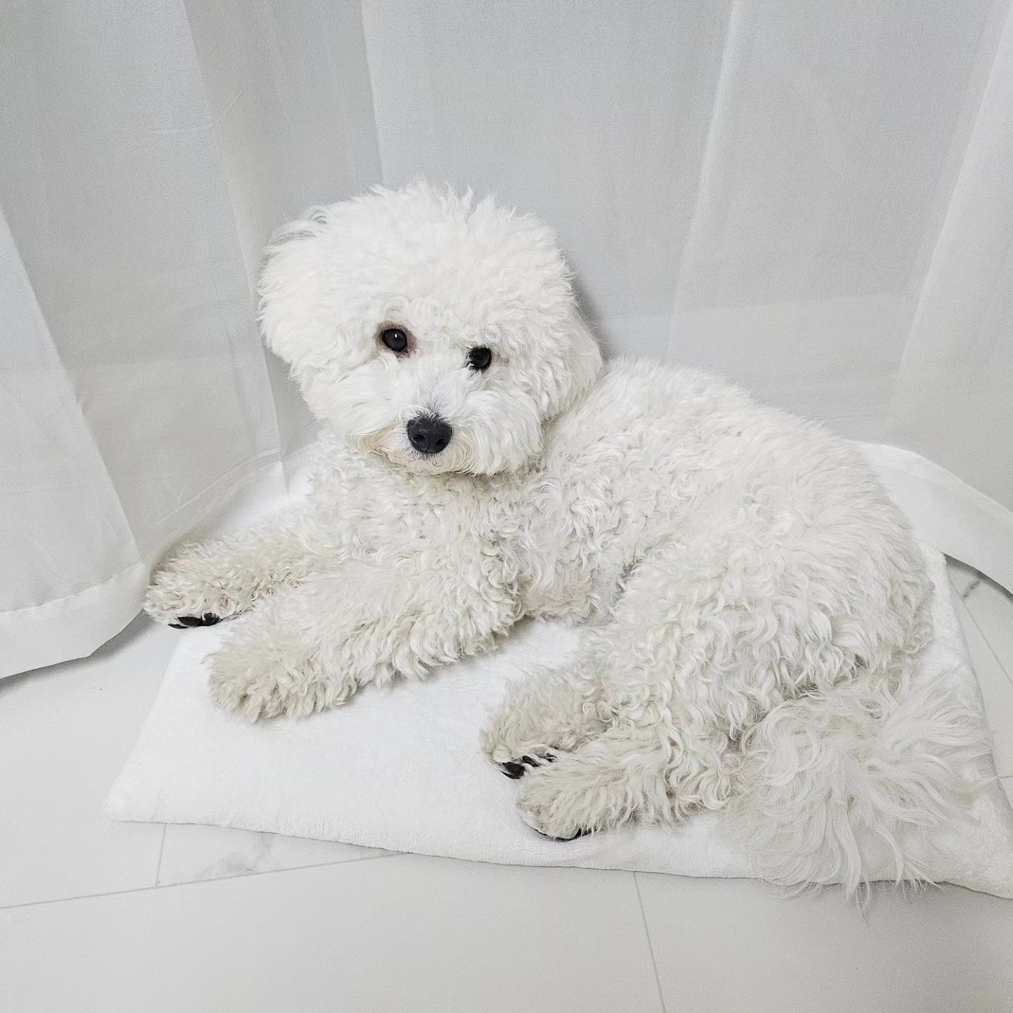 제발 그만쫌해..
나눈 잠이오는데..💤 
왜 자꾸 찍고난리야😡
그리구 방석 너무 쨕아졌오..
빨리 새거 사죠‼️