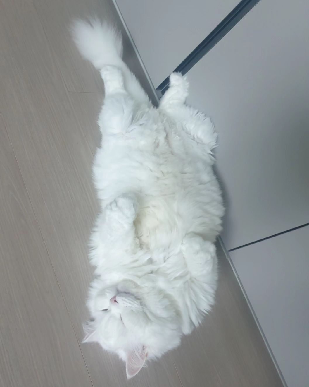 알 수 없는 하양이의 잠자는 자세 

#하양이자두