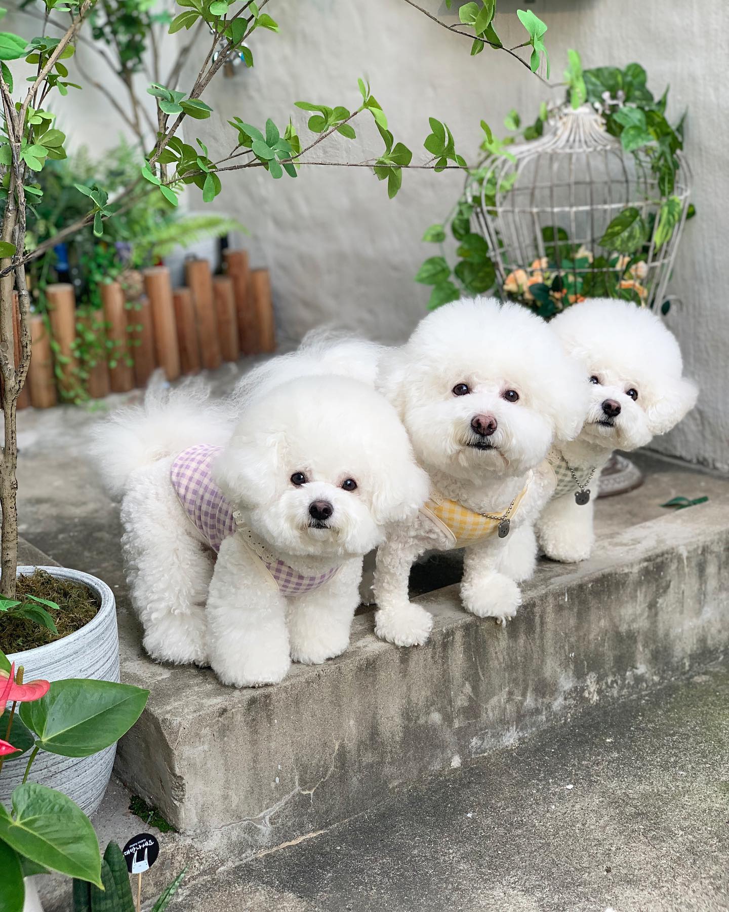 .
귀여워x3
오랜만에 개족사진💛

.
#귀여움이세배 #귀여운애옆에귀여운애 #전포동애견동반 #전포애견동반카페 #개족사진