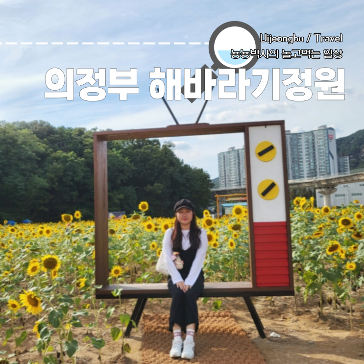 서울 근교 명소 의정부 해바라기정원 신곡체육공원 주차 및 개화 포토존 정보 (~10/15)