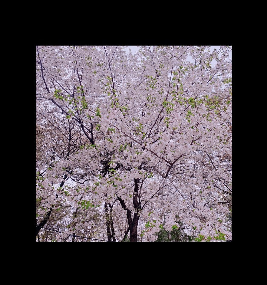 .
. 집앞 벚꽃존
. 출근하고 퇴근할때 만나는 뷰
. 아직 꽃에 감흥이 없눈데 
. 철들려면 아직 멀었나보다 히히 
. 그래도 벚꽃 금방사라지니 사진으로 박제
.  2024년 4월의 봄 신대방동 벚꽃존
.
#벚꽃길#벚꽃#벚꽃존#벚꽃뷰#4월#4월의봄#봄날#봄이오나봄#봄풍경#풍경사진#꽃스타그램#꽃사진#감성사진#사진취미#사진찍는여자#신대방동#보라매#동작구#벚꽃길#벚꽃🌸#벚꽃구경🌸#박제#한정판#핑크#핑크핑크#핑크덕후#핑크핑크해#기록하기#일기장#89년생