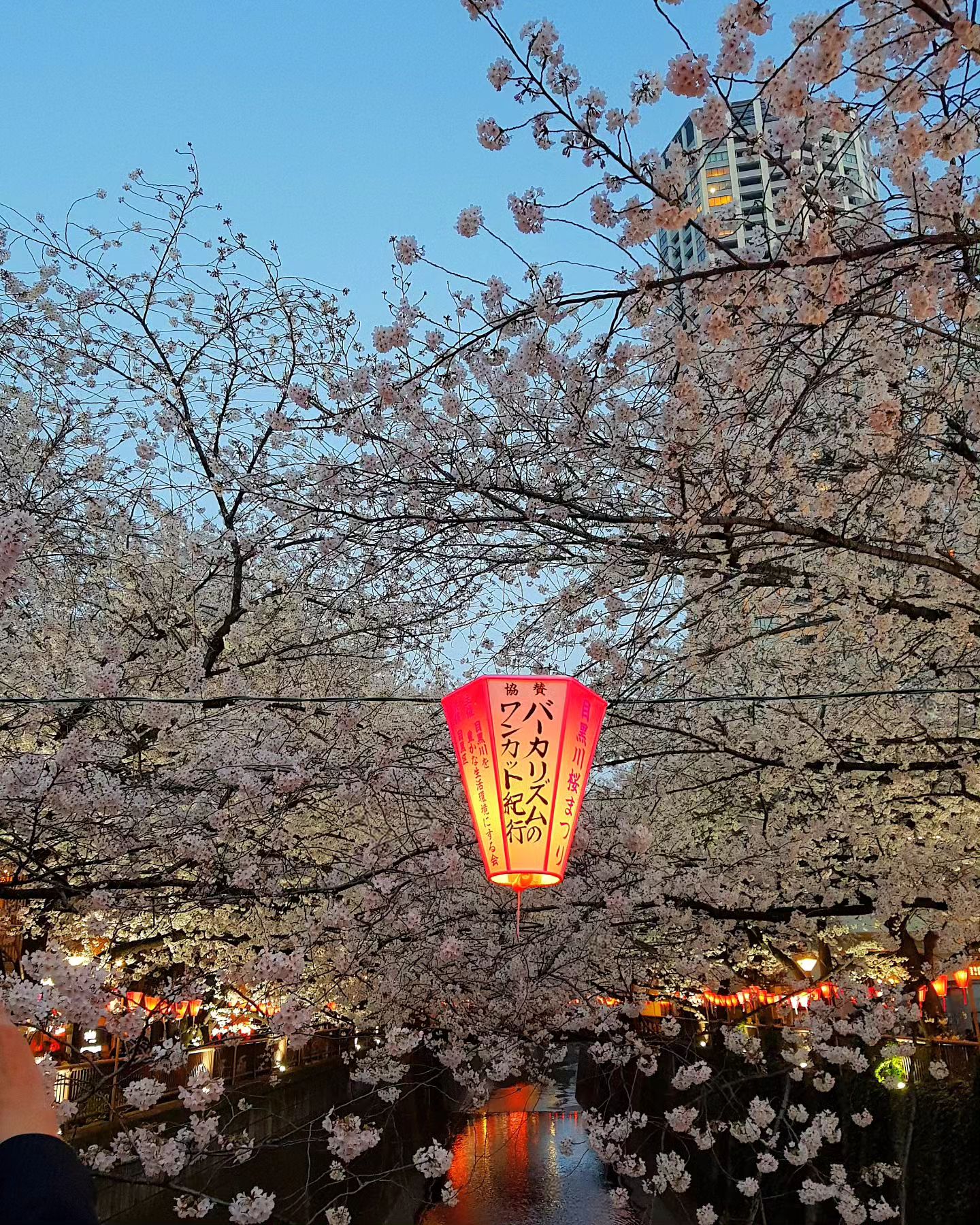 𝟐𝟎𝟏𝟖 𝐓𝐨𝐤𝐲𝐨
また春が来るのを待ちます🌸