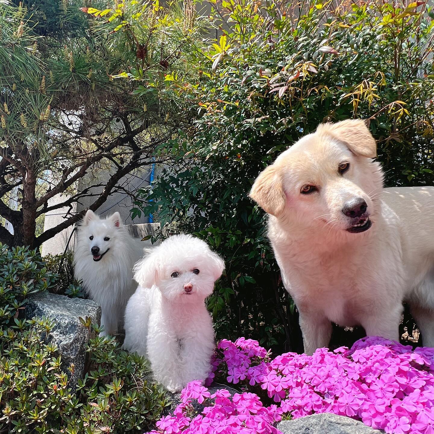 마루ᴥ︎모리ᴥ︎하루 예쁘니들🩷

할부지 할무니 집이 너무 좋은 마루랑 모리
특히 마루는 친정만 오면 얼굴에 미소가득!

남편이랑 우리 마루 더 나이들기전에 
전원주택이든 타운하우스든 한 번 살아보자 
얘기하는데 참 그게 말처럼 쉽게 안된다는 ㅠㅠ

마루야 대신 엄마랑 아빠랑 할부지 할무지 봬러 자주 오장🩷

-
#친정은사랑 #루리도행복 #엄빠도힐링