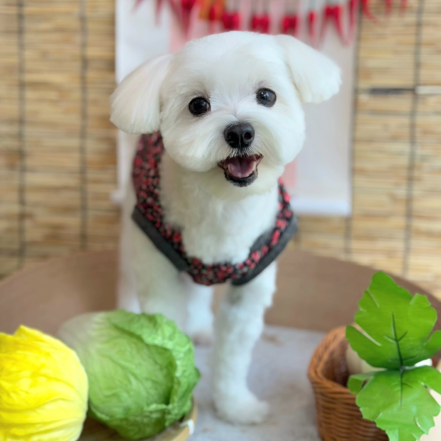 봄이랑 김장할래?🥬🥬😆😆

오랜만에 털옷벗고 더이뻐진 우리봄이🩷🩷

#봄이스타그램 #말티즈 #말티즈미용 #강아지그램 #도그스타그램 #강아지스타그램 #멍멍이 #댕댕이 #dogstagram