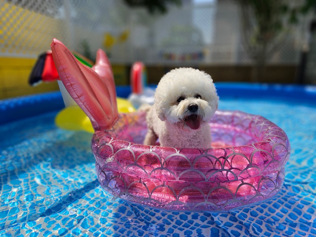 애들아 나 물놀이 하고 와땨 ʚ🧸ྀིɞ
어제 튜브를 얼마나 신나게 탔는 지 아직도 피곤하지모야 ˃̵ࡇ˂̵ 
쌤이 날이 너무 덥지 않다구 우리 혹시나 아플까봥 미온수로 물놀이 해쥬셔서 잠시 풀장에 앉아서 사우나 처럼 멍 때리기도 해봐쏘 크크 ദ്ദി•̀.̫•́✧ 
오늘 하류는 풀잠 예약 이당 ,,!🤩
 ✔️ story_mung